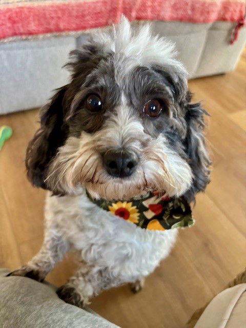 Dottie, a Adopted Coton de Tulear in Fort Wayne, IN image 1/3