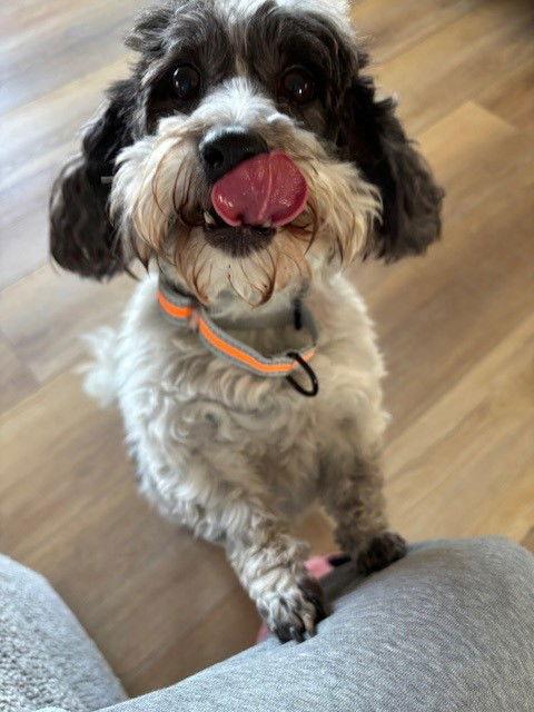 Dottie, a Adopted Coton de Tulear in Fort Wayne, IN image 2/3