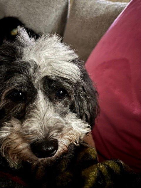 Dottie, a Adopted Coton de Tulear in Fort Wayne, IN image 3/3