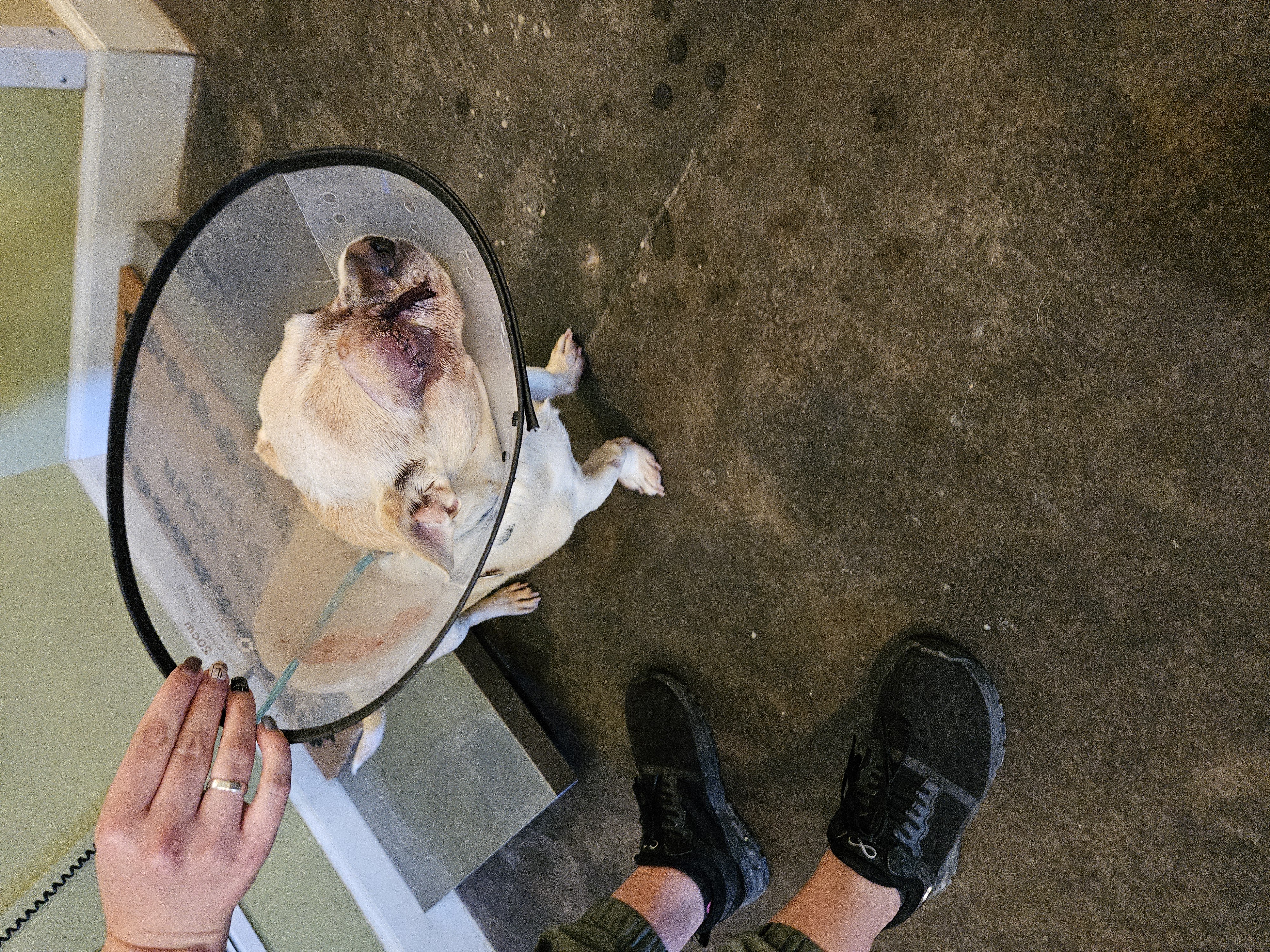 Pugsley (aka Jake), Adopted, Adult Male Pug & Puggle.