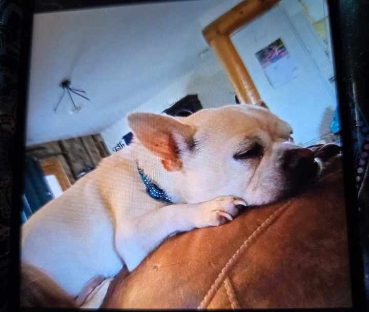 Pugsley (aka Jake), a Adopted mixed breed in Cody, WY image 2/3