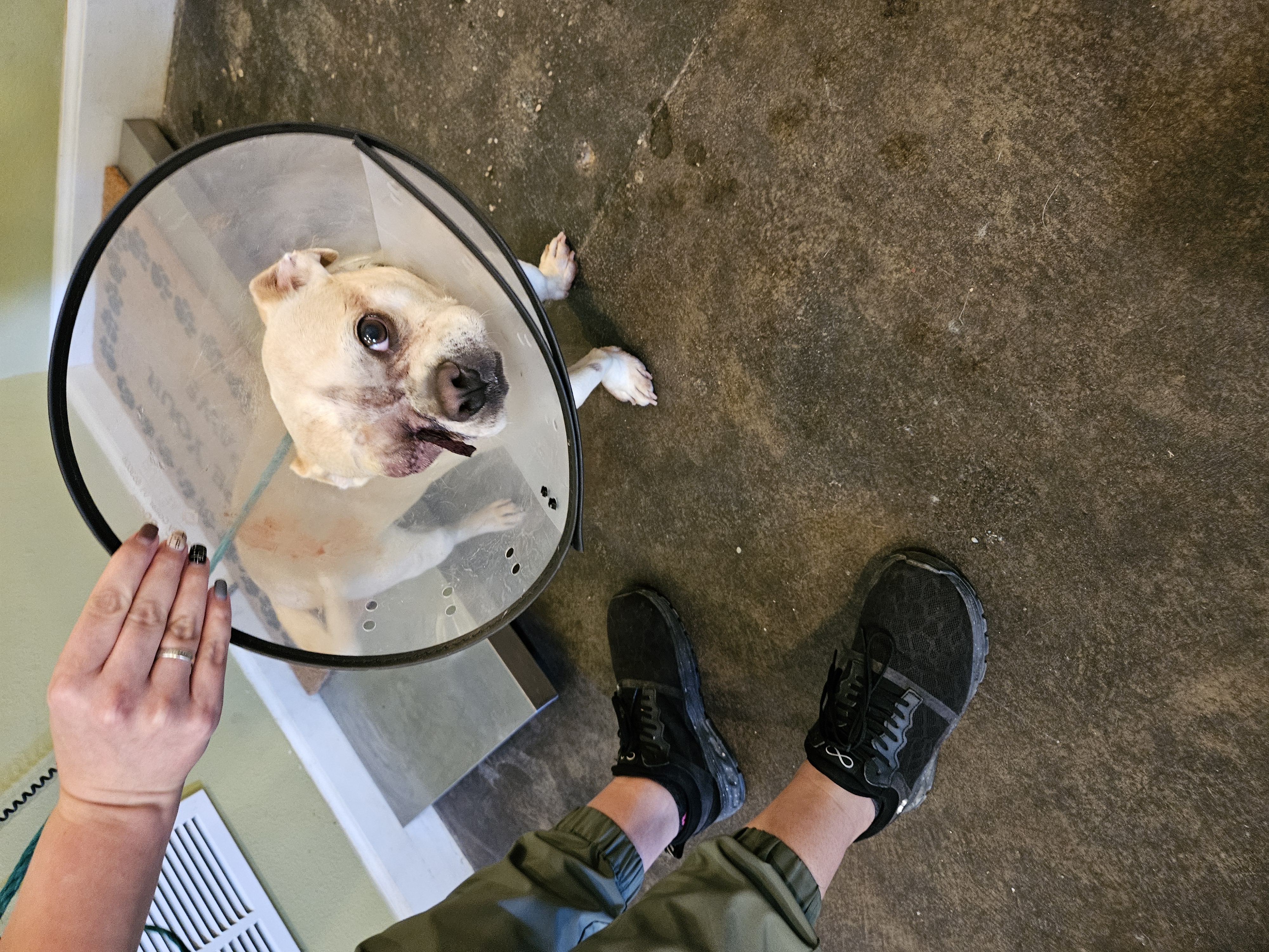 Pugsley (aka Jake), a Adopted mixed breed in Cody, WY image 3/3