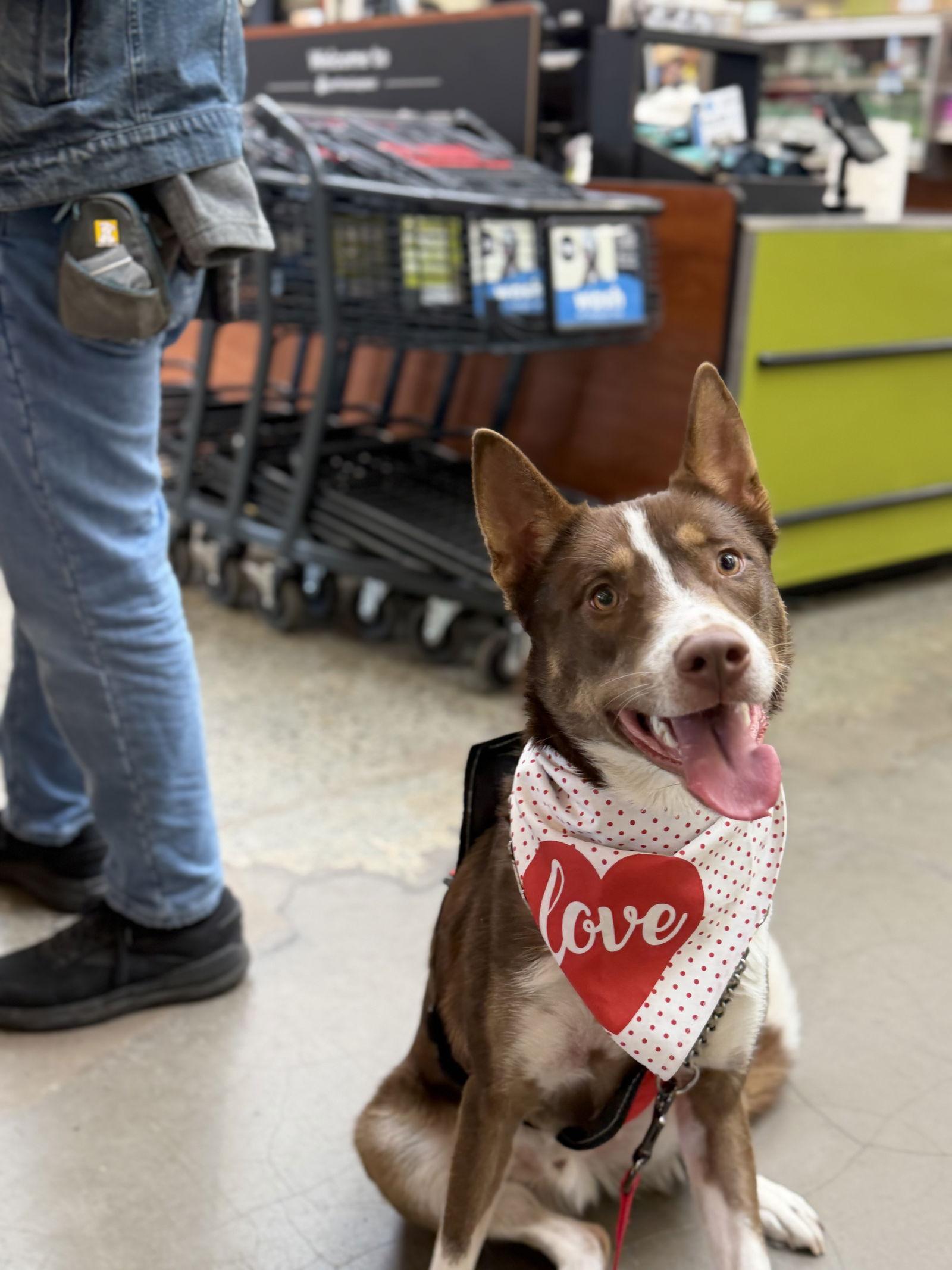 Enlarge Chocolate, a Adoptable mixed breed in Walnut Creek, CA image 1/3