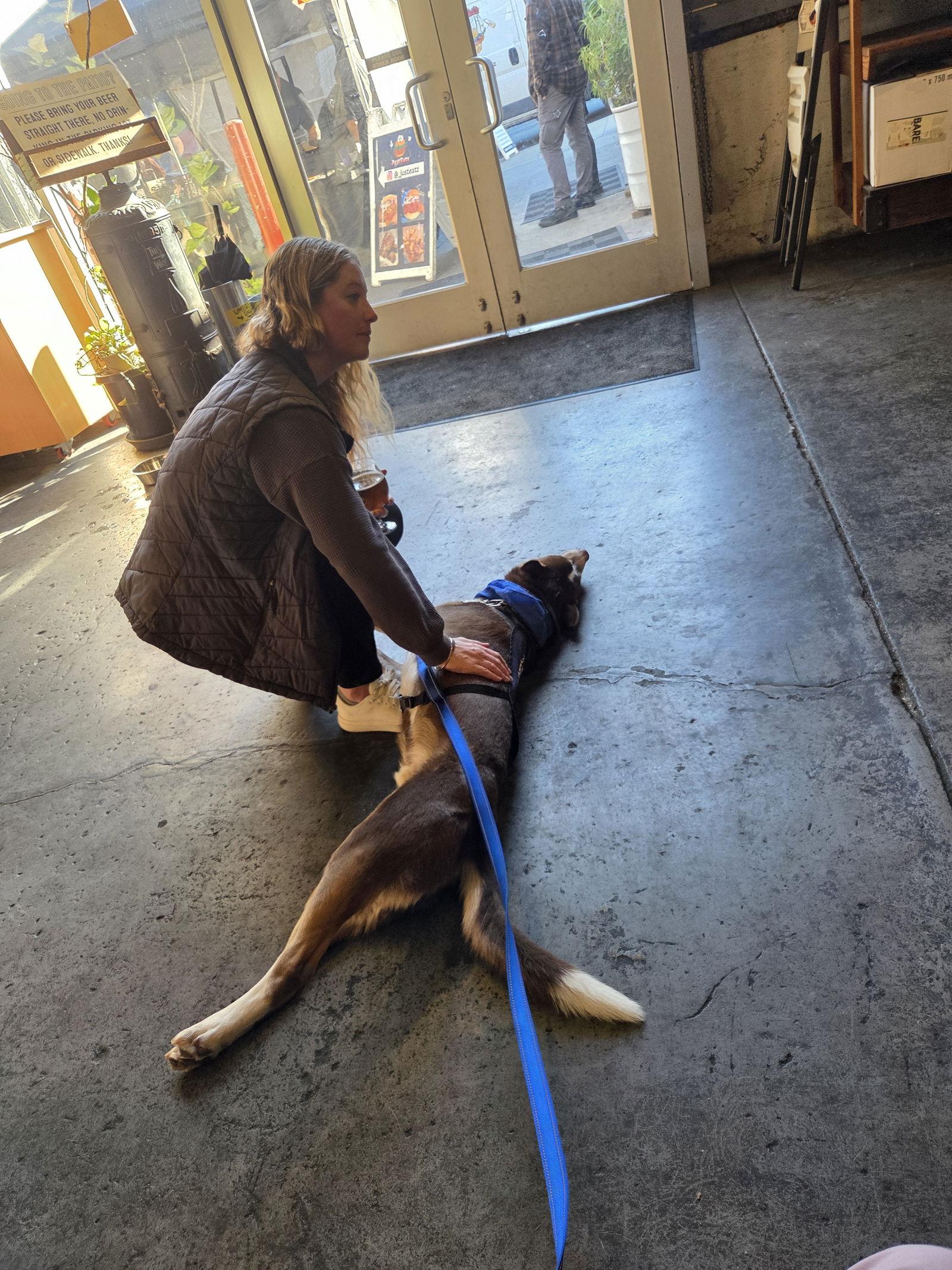 Enlarge Chocolate, a Adoptable mixed breed in Walnut Creek, CA image 2/3