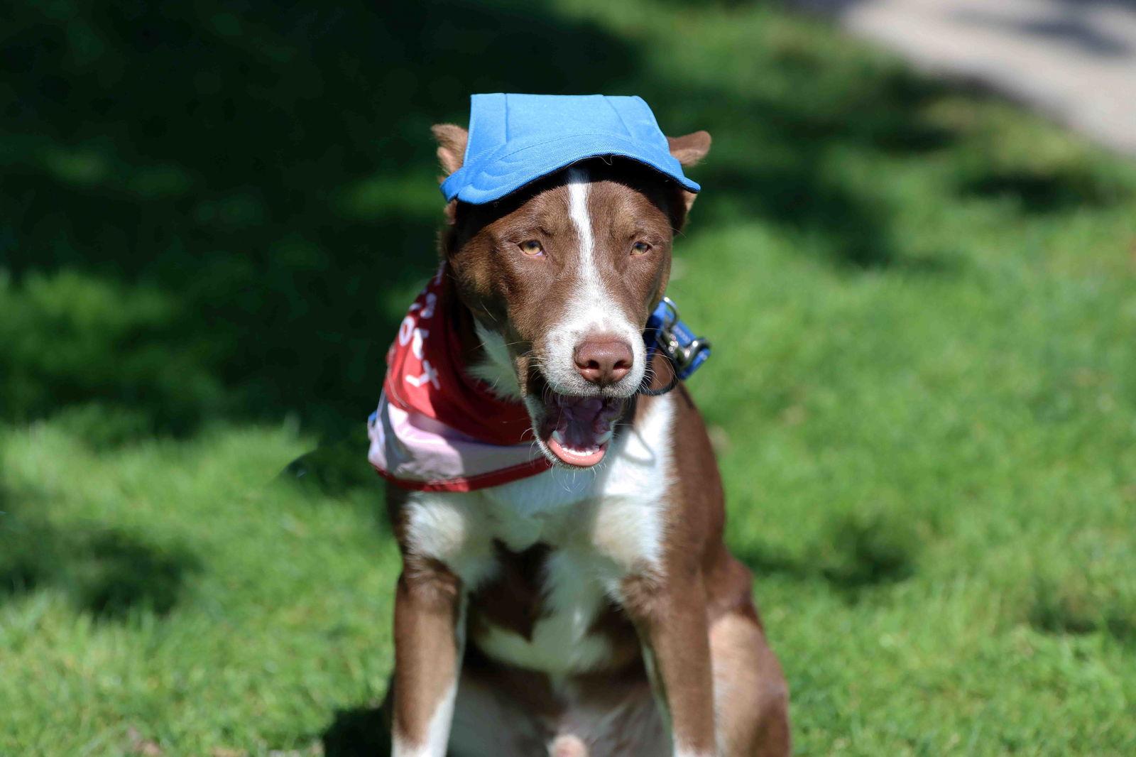 Chocolate, Adoptable, Puppy Male American Staffordshire Terrier & Siberian Husky.