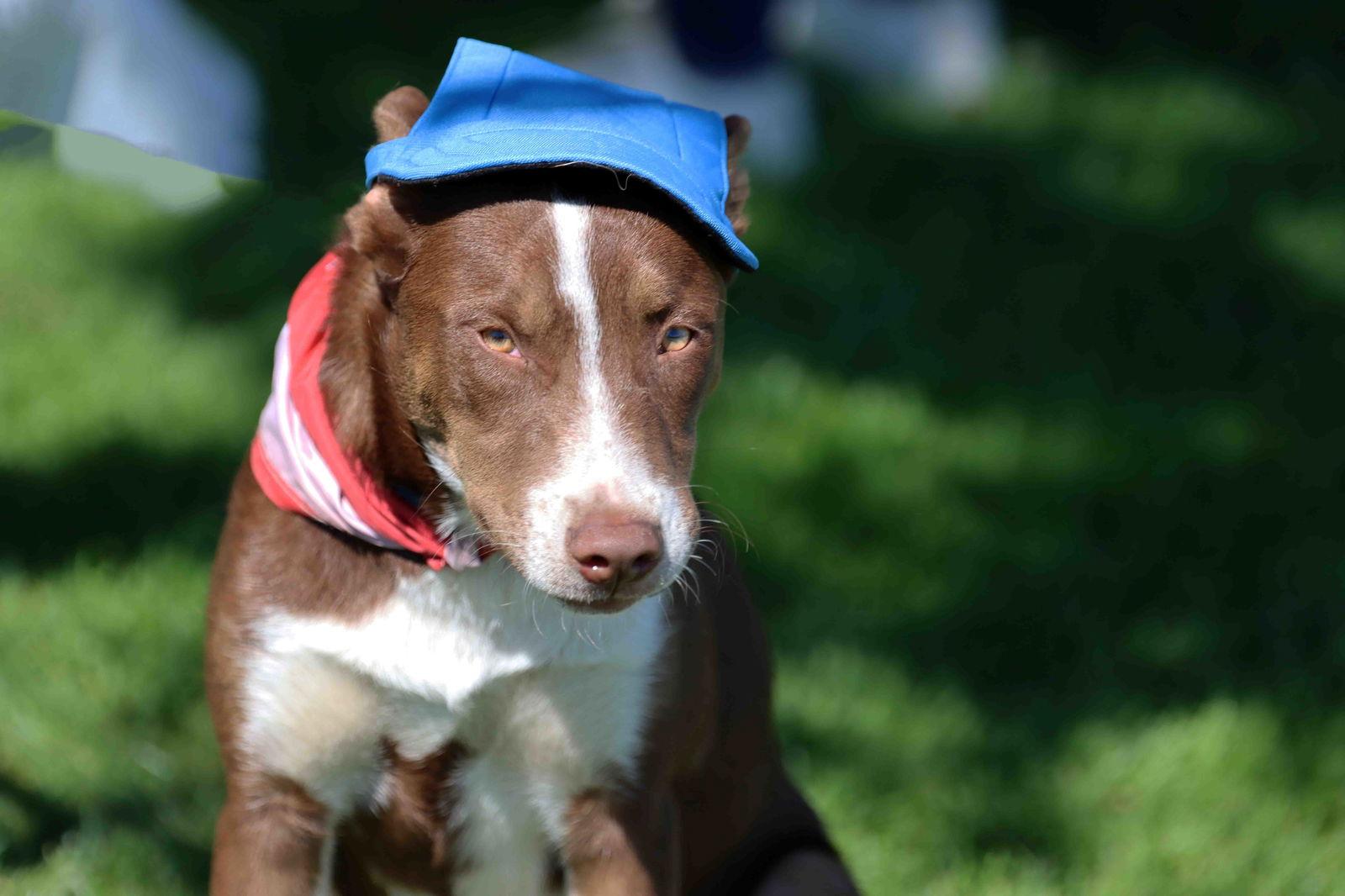 Enlarge Chocolate, a Adoptable mixed breed in Walnut Creek, CA image 3/3