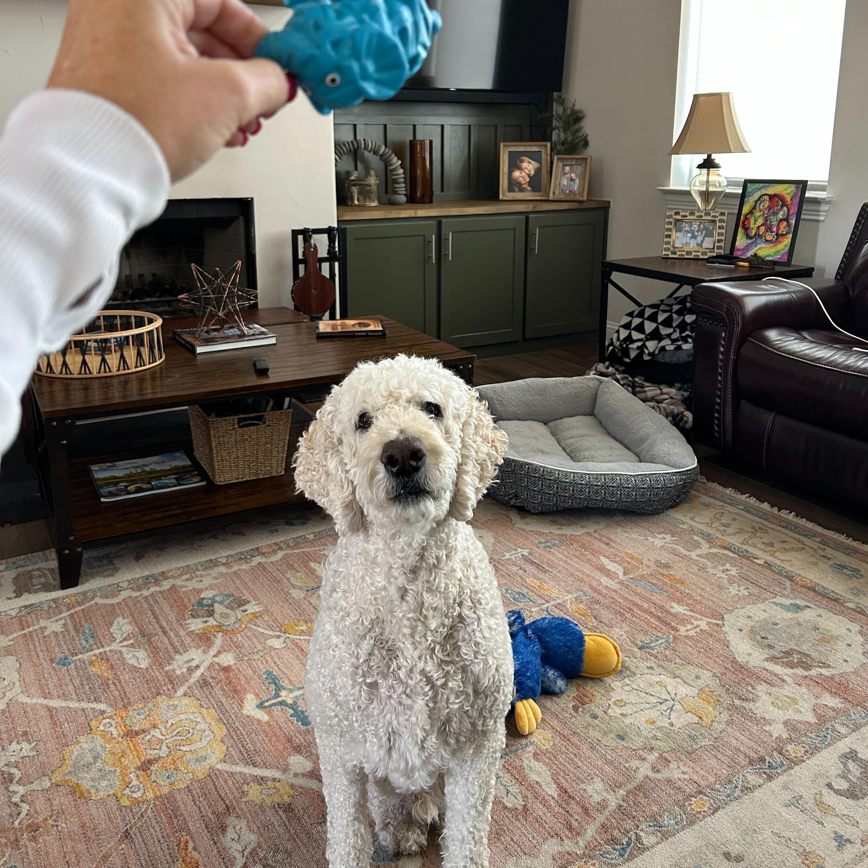 Enlarge Coopertino, a Adopted Labradoodle in Garland, TX image 2/3