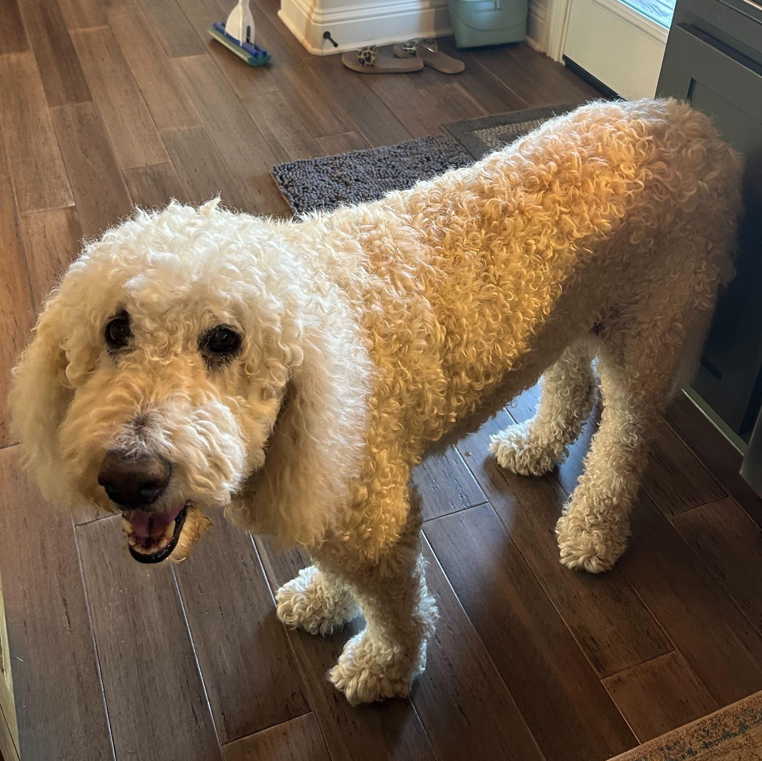 Enlarge Coopertino, a Adopted Labradoodle in Garland, TX image 3/3