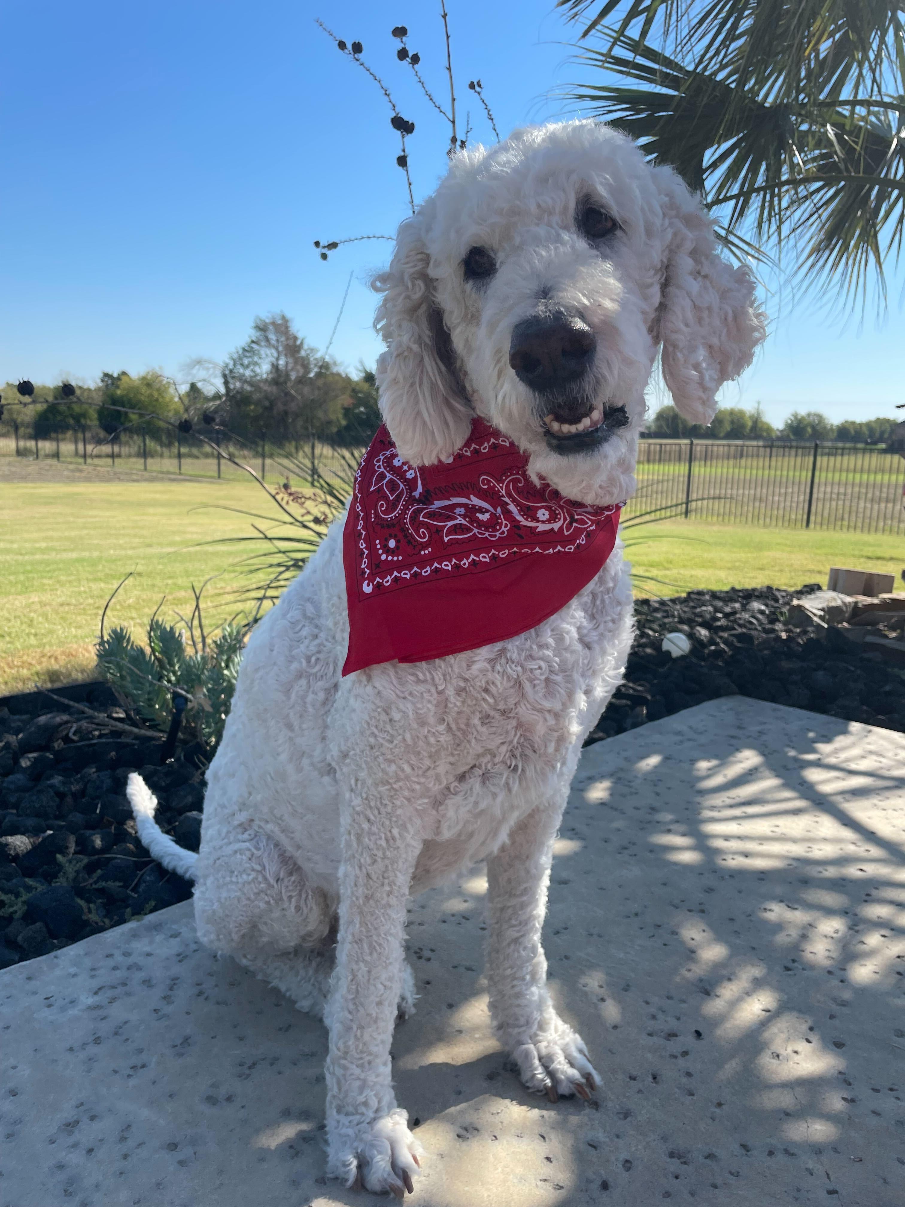 Enlarge Coopertino, a Adopted Labradoodle in Garland, TX image 1/3