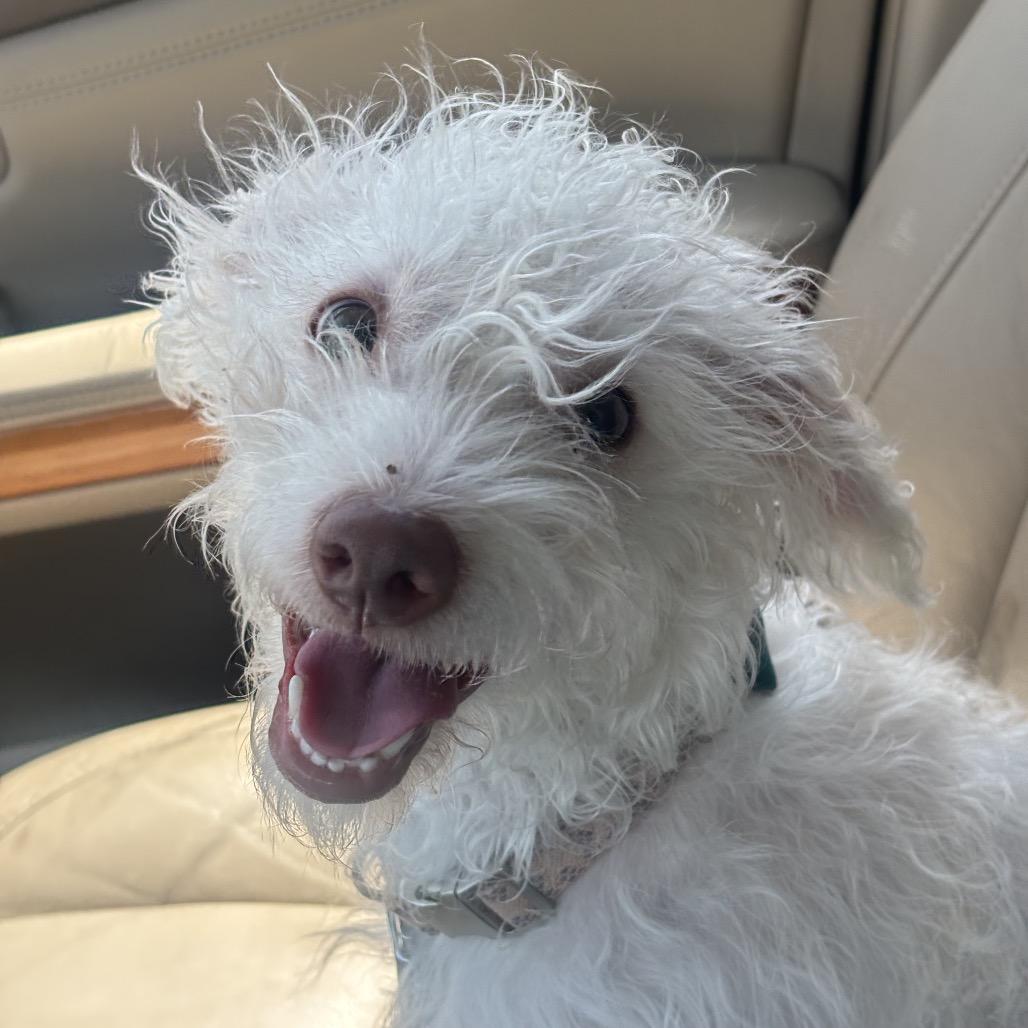 Banjo C-34104, Adoptable, Young Male Mixed Breed.
