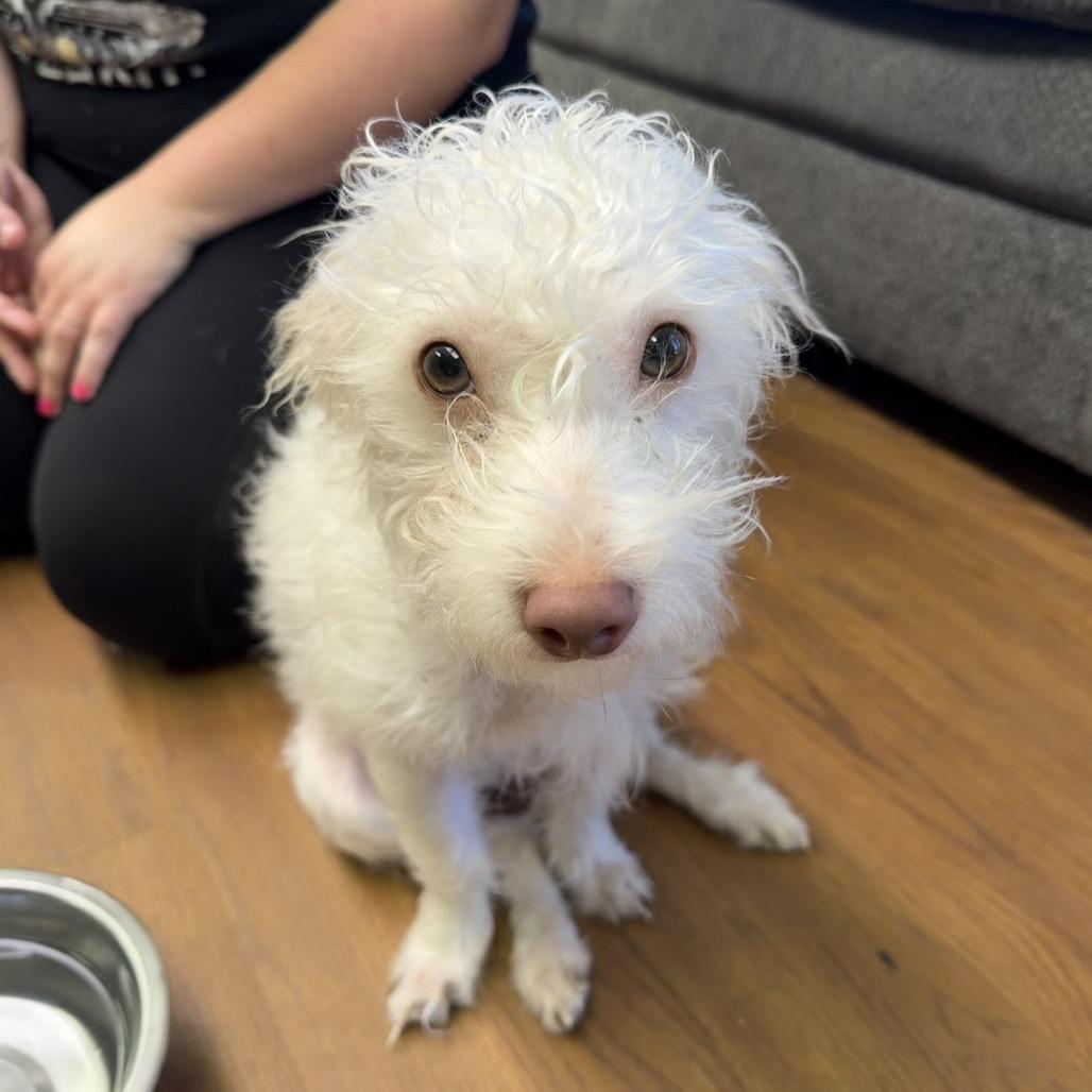 Banjo C-34104, a Adoptable Mixed Breed in Oklahoma City, OK image 2/4