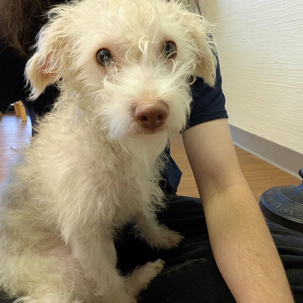 Banjo C-34104, a Adoptable Mixed Breed in Oklahoma City, OK image 3/4