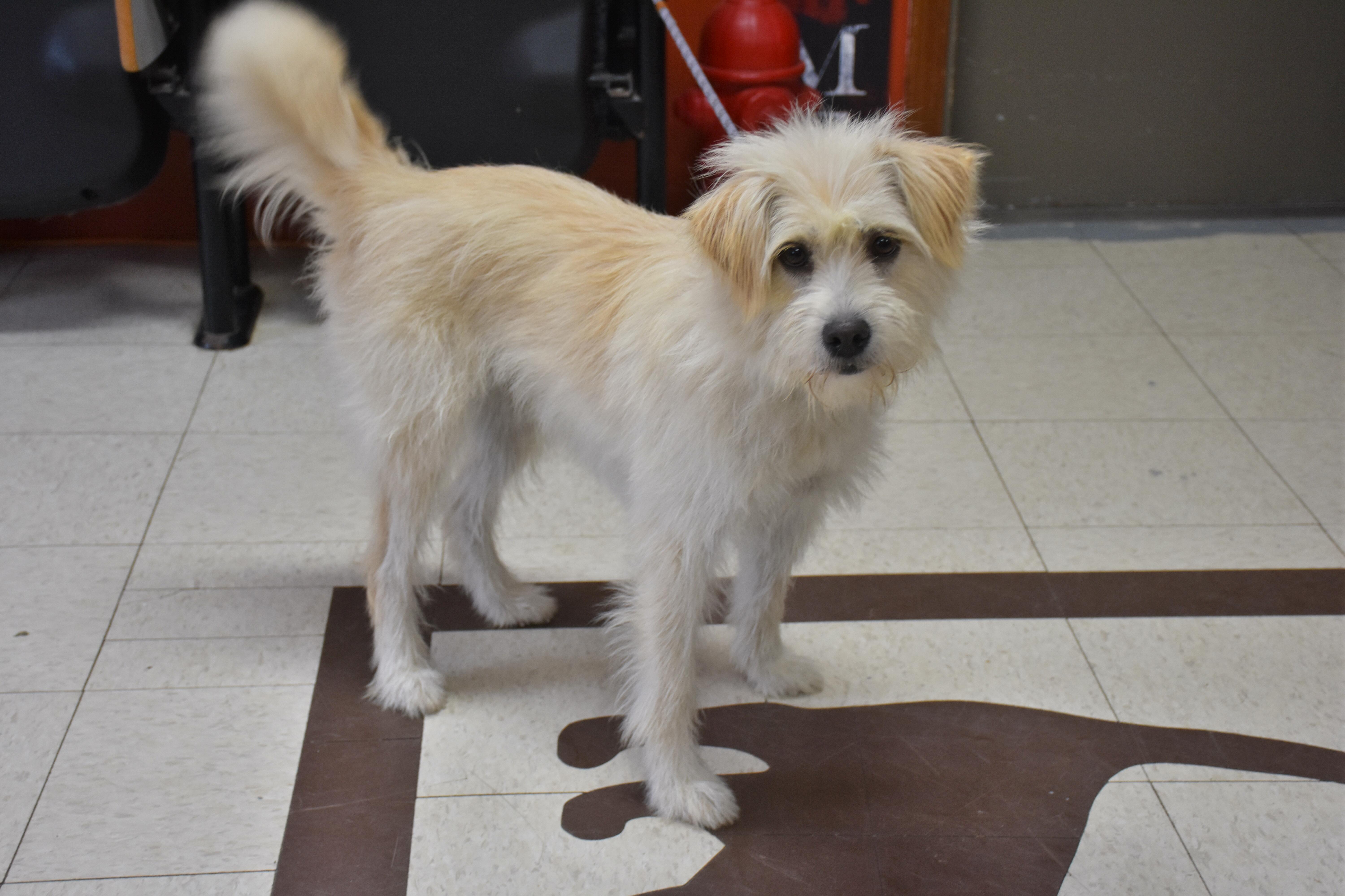 Kira, ADOPTABLE, Adult Female Wirehaired Terrier.