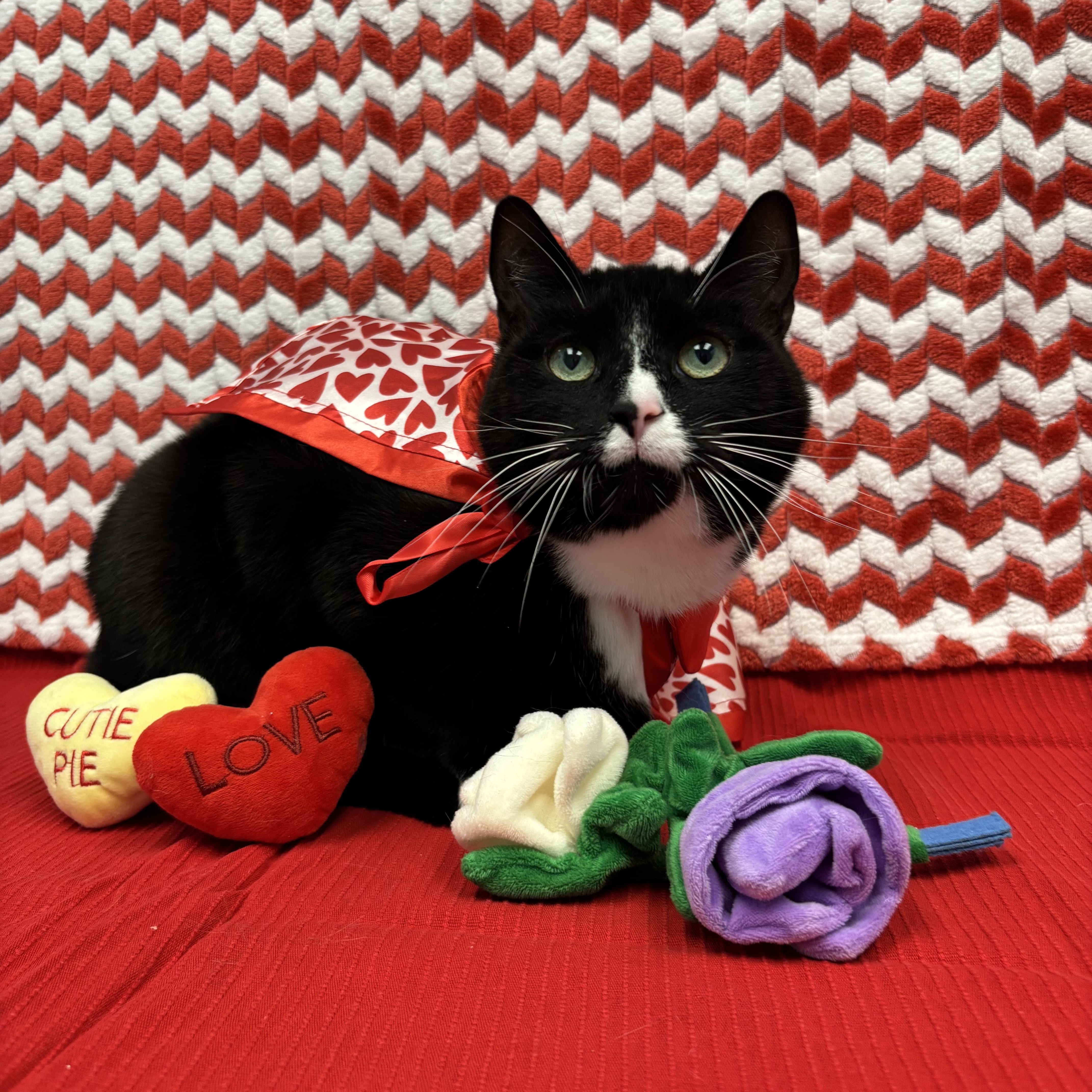 Claus, a Adoptable Domestic Short Hair in Bear, DE image 1/3