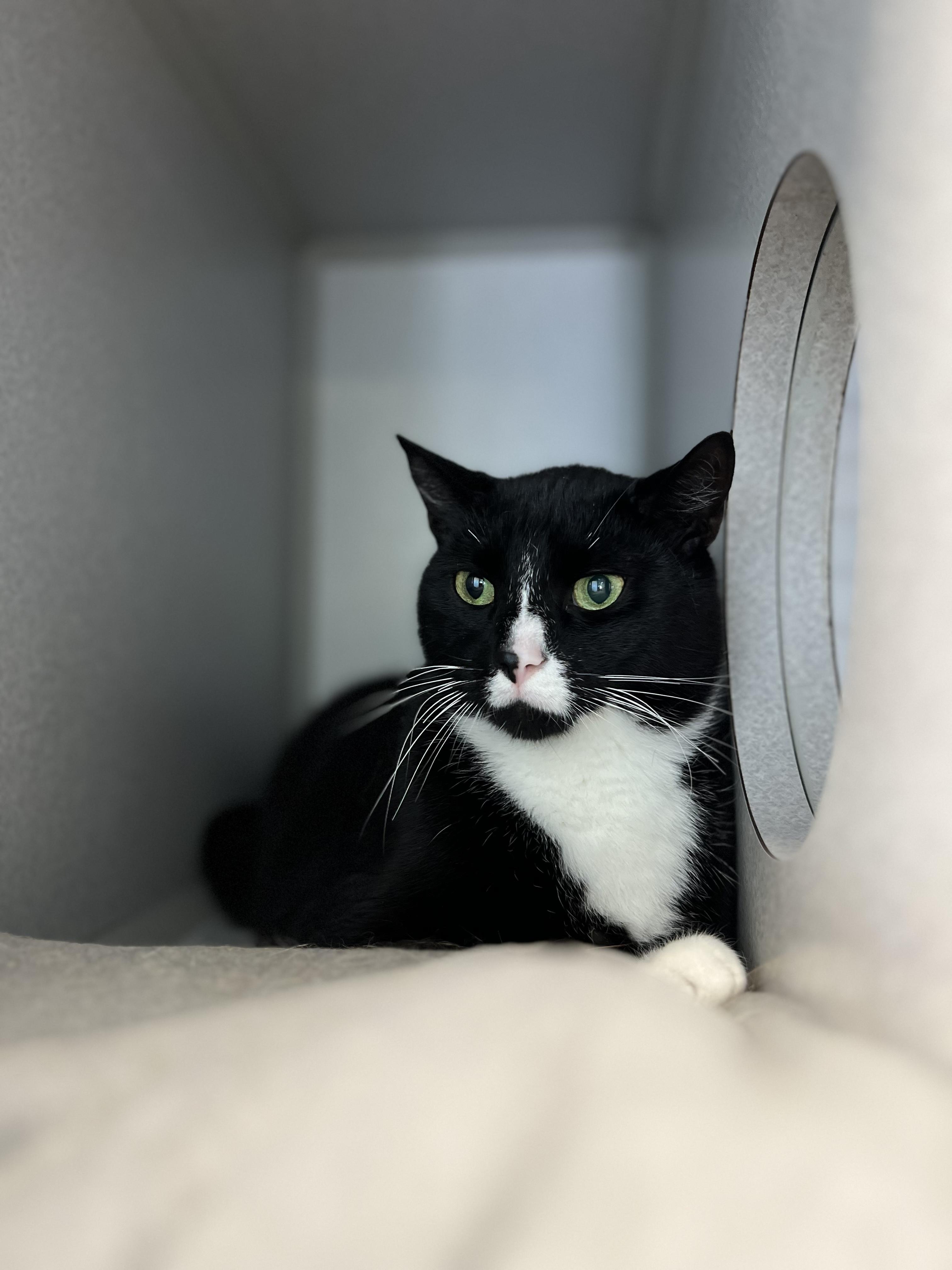 Claus, a Adoptable Domestic Short Hair in Bear, DE image 1/2