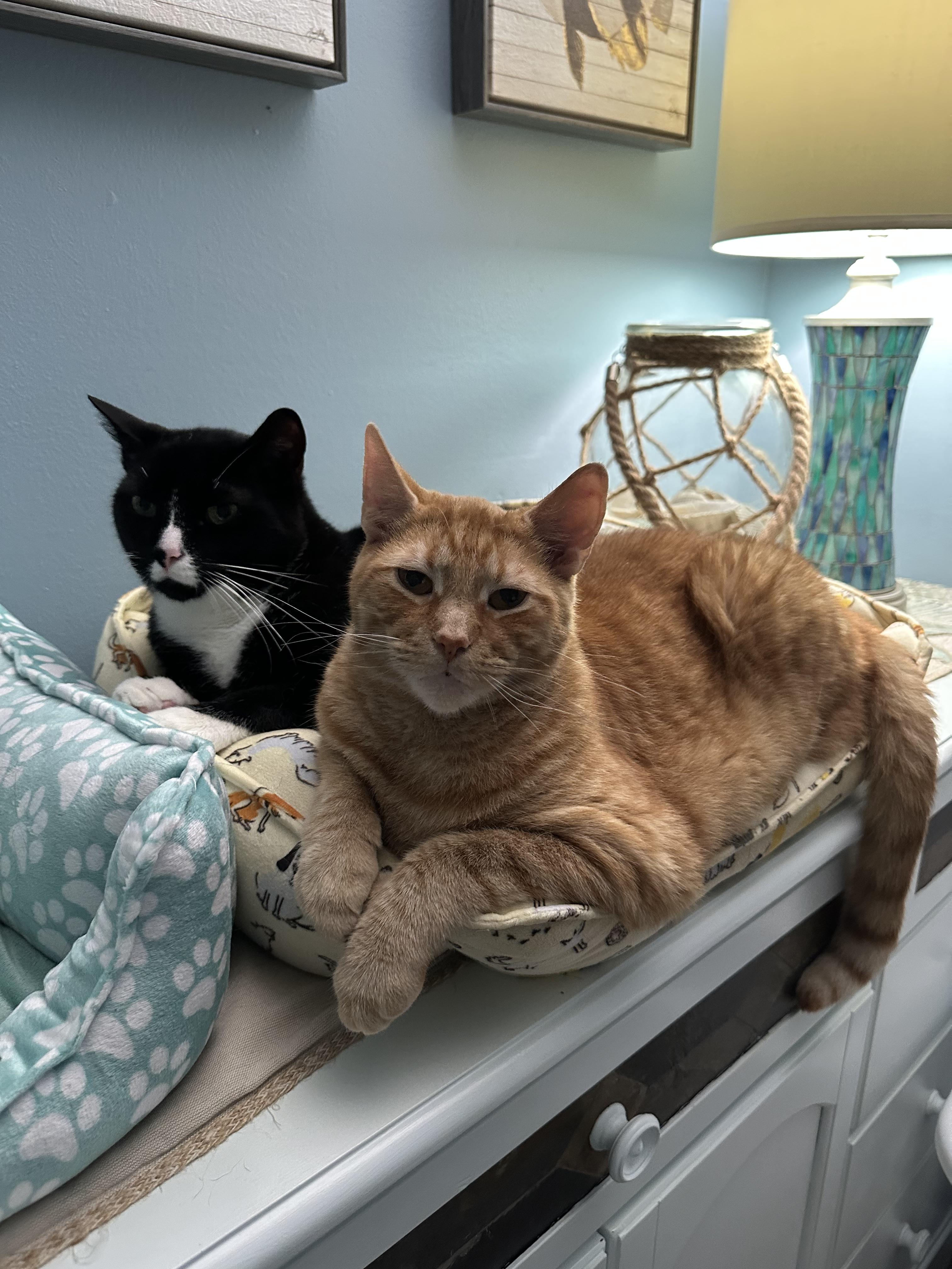 Claus, a Adoptable Domestic Short Hair in Bear, DE image 2/2