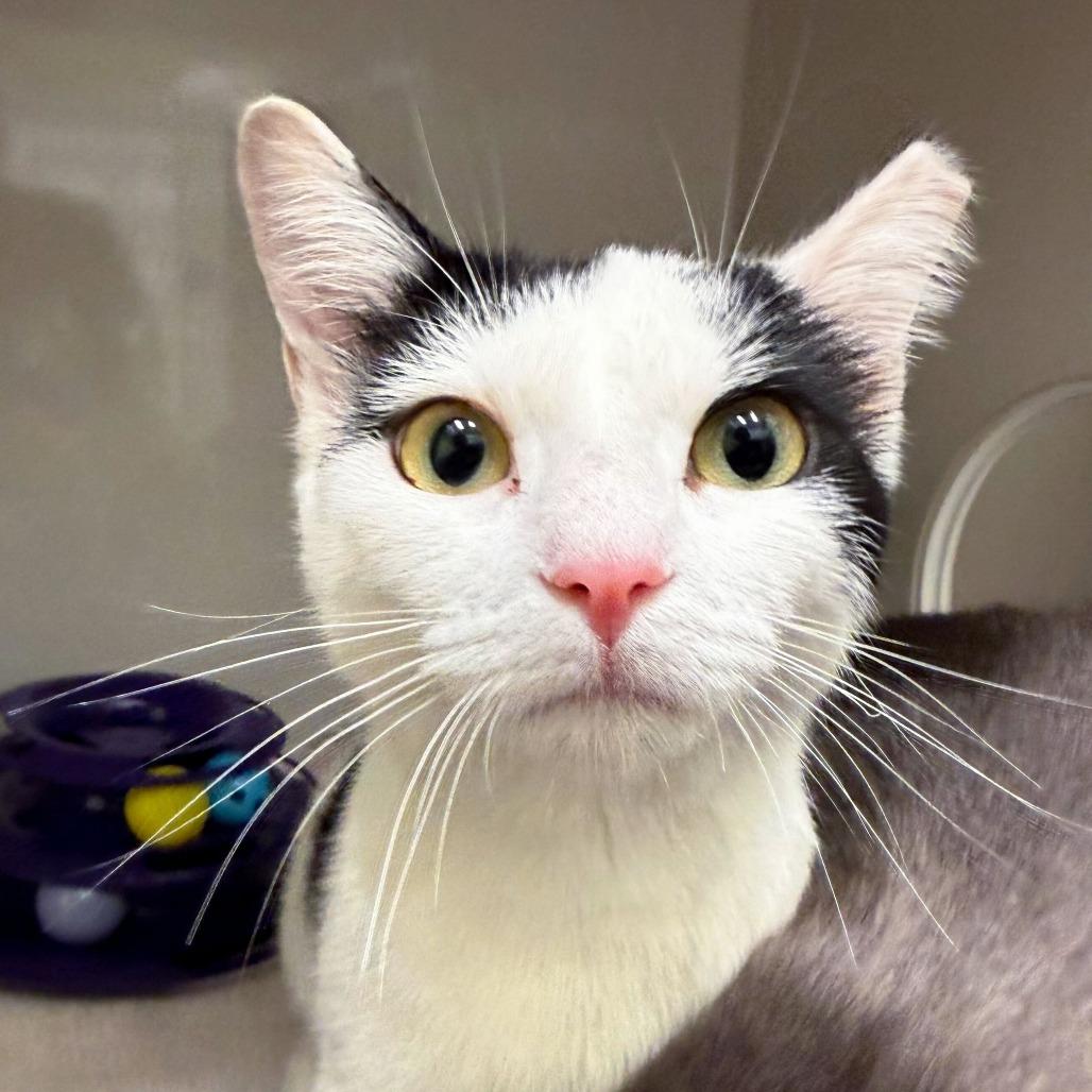 Enlarge Meadow, a Adoptable Domestic Short Hair in Redwood City, CA image 1/1