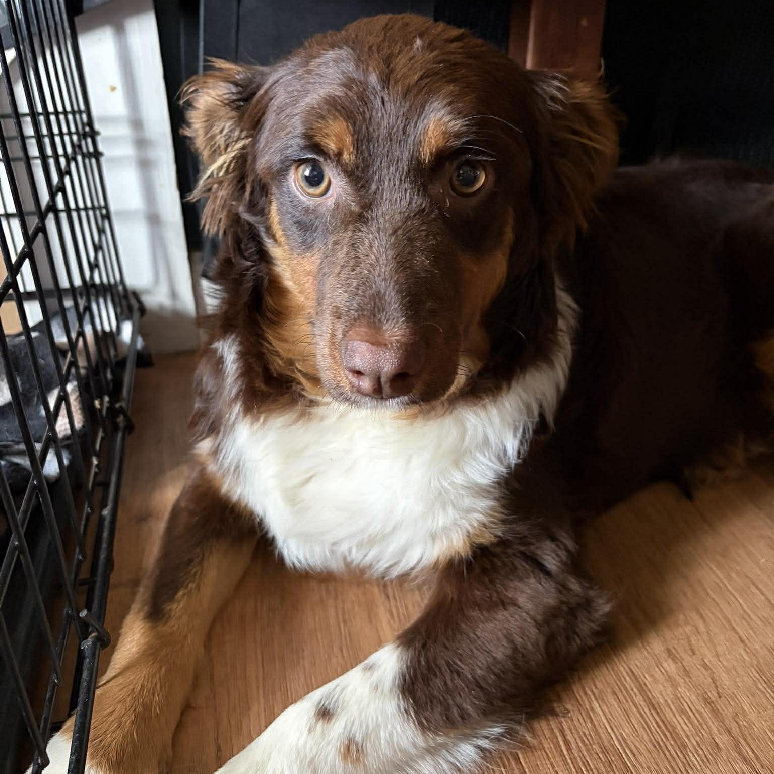 Ginger, a Adoptable Australian Shepherd in hilton, NY image 1/4