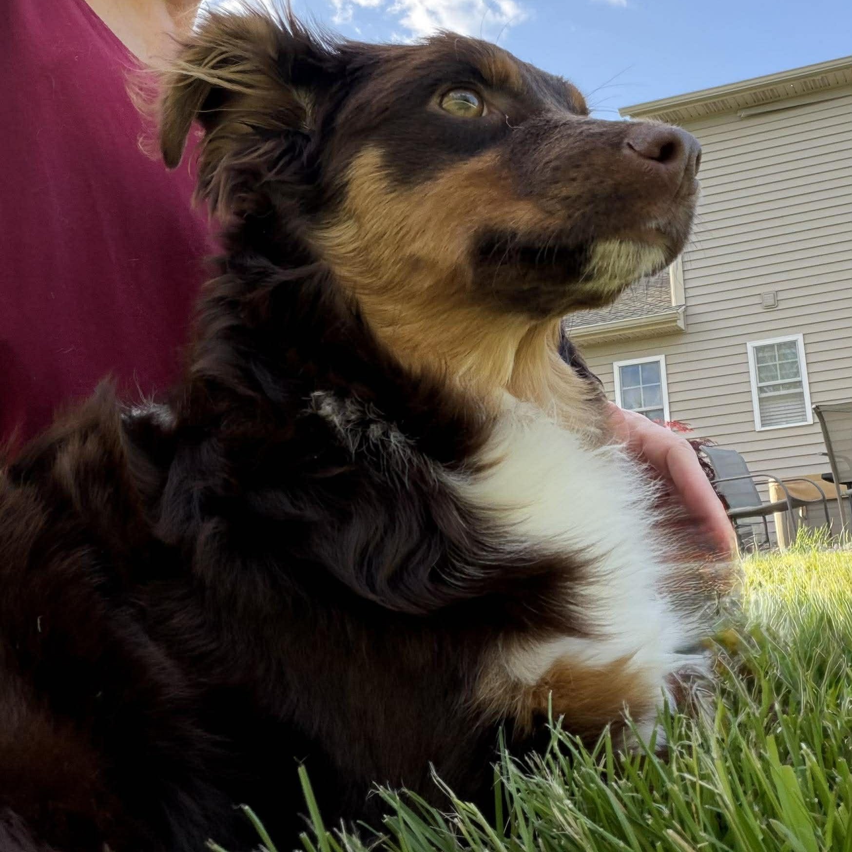 Ginger, a Adoptable Australian Shepherd in hilton, NY image 3/4