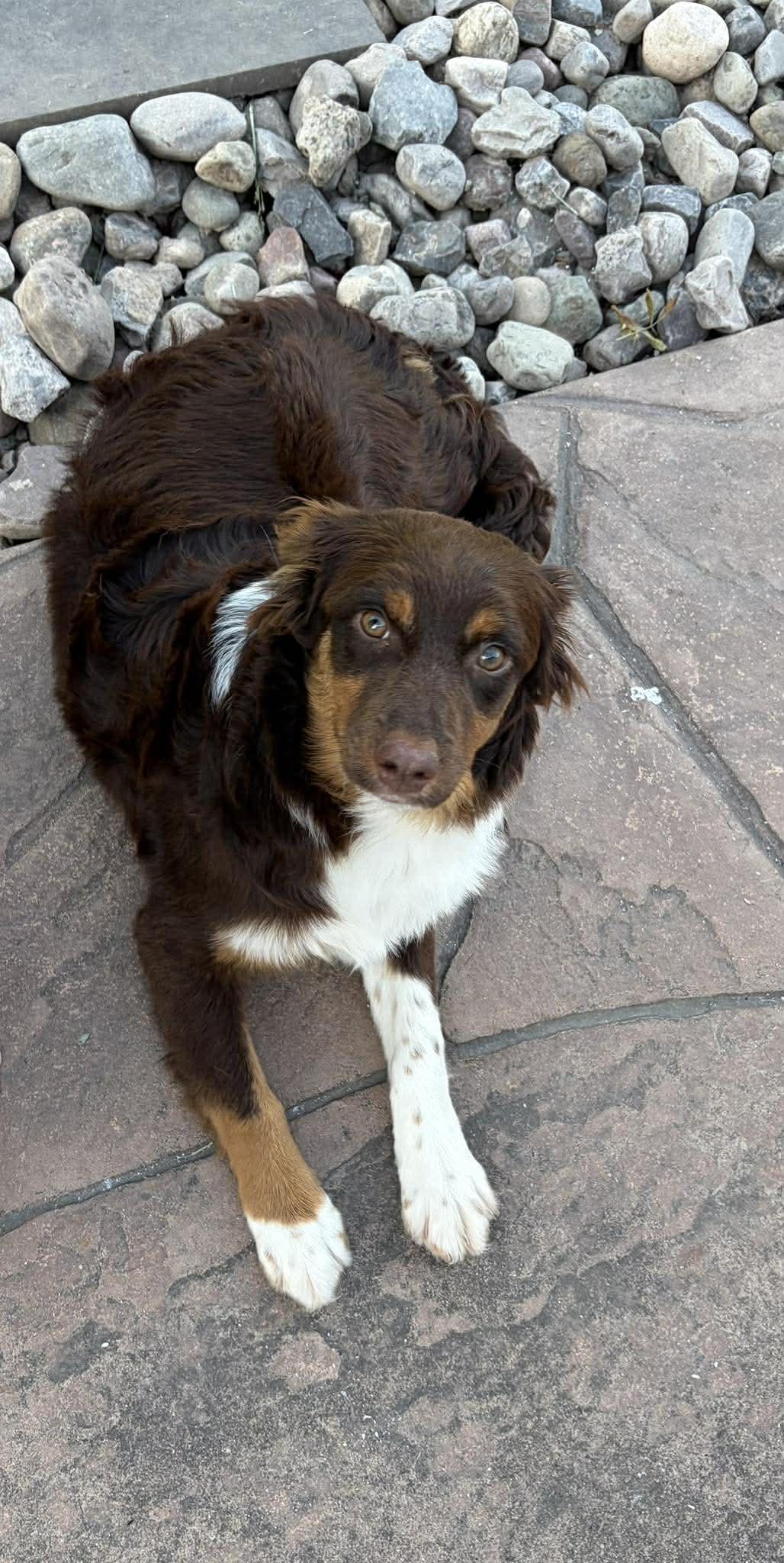 Ginger, a Adoptable Australian Shepherd in hilton, NY image 4/4
