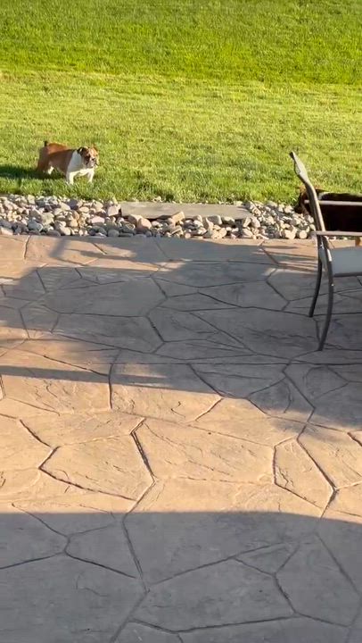 Enlarge Ginger, a Adoptable Australian Shepherd in hilton, NY video 2/4