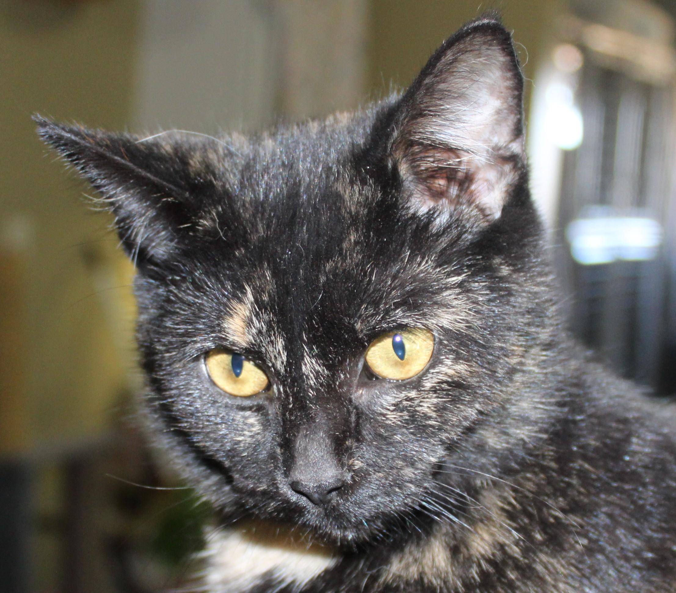 Enlarge Ramen, a Adoptable Domestic Short Hair in Huron, SD image 1/5