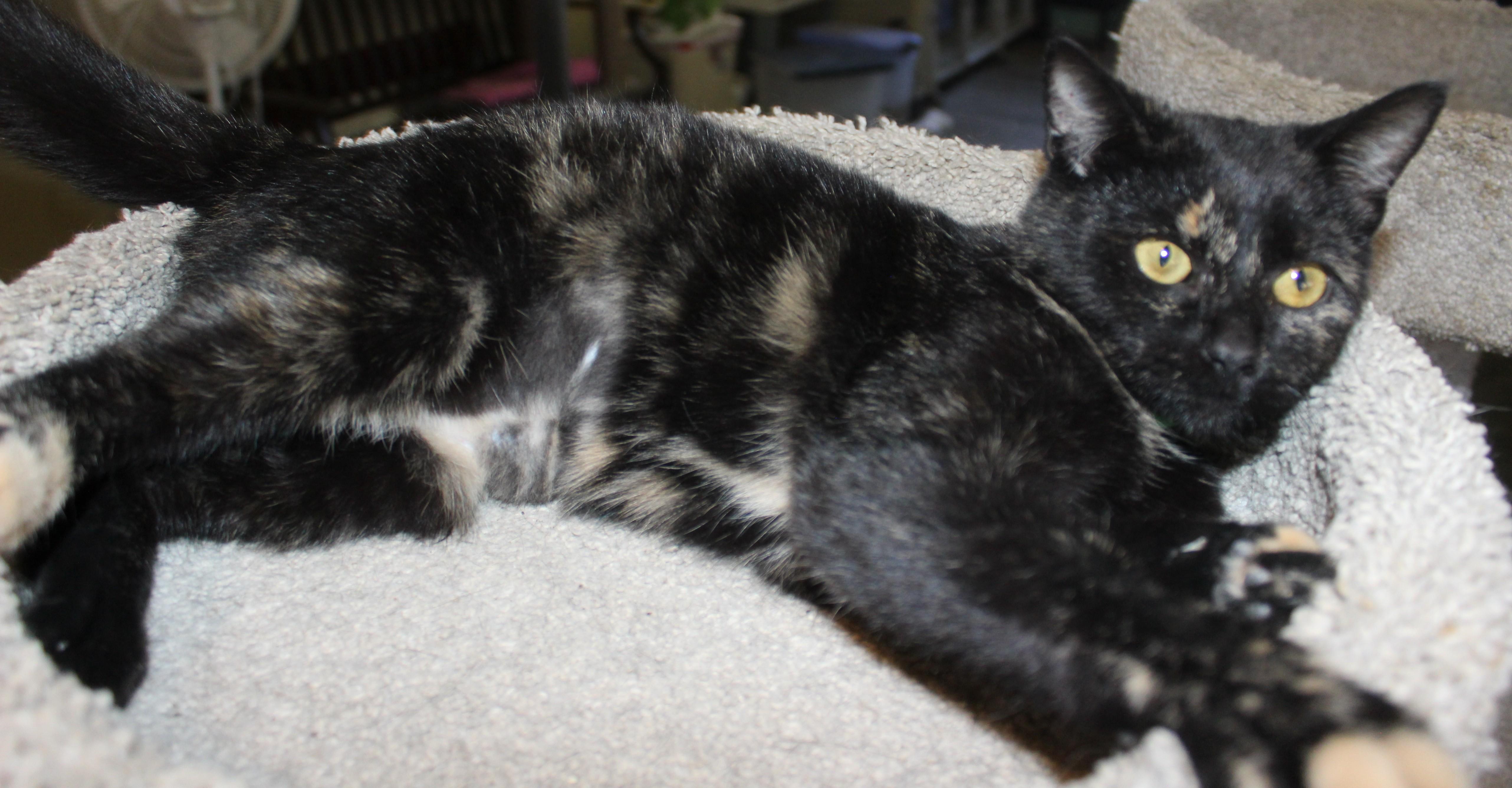 Enlarge Ramen, a Adoptable Domestic Short Hair in Huron, SD image 2/5