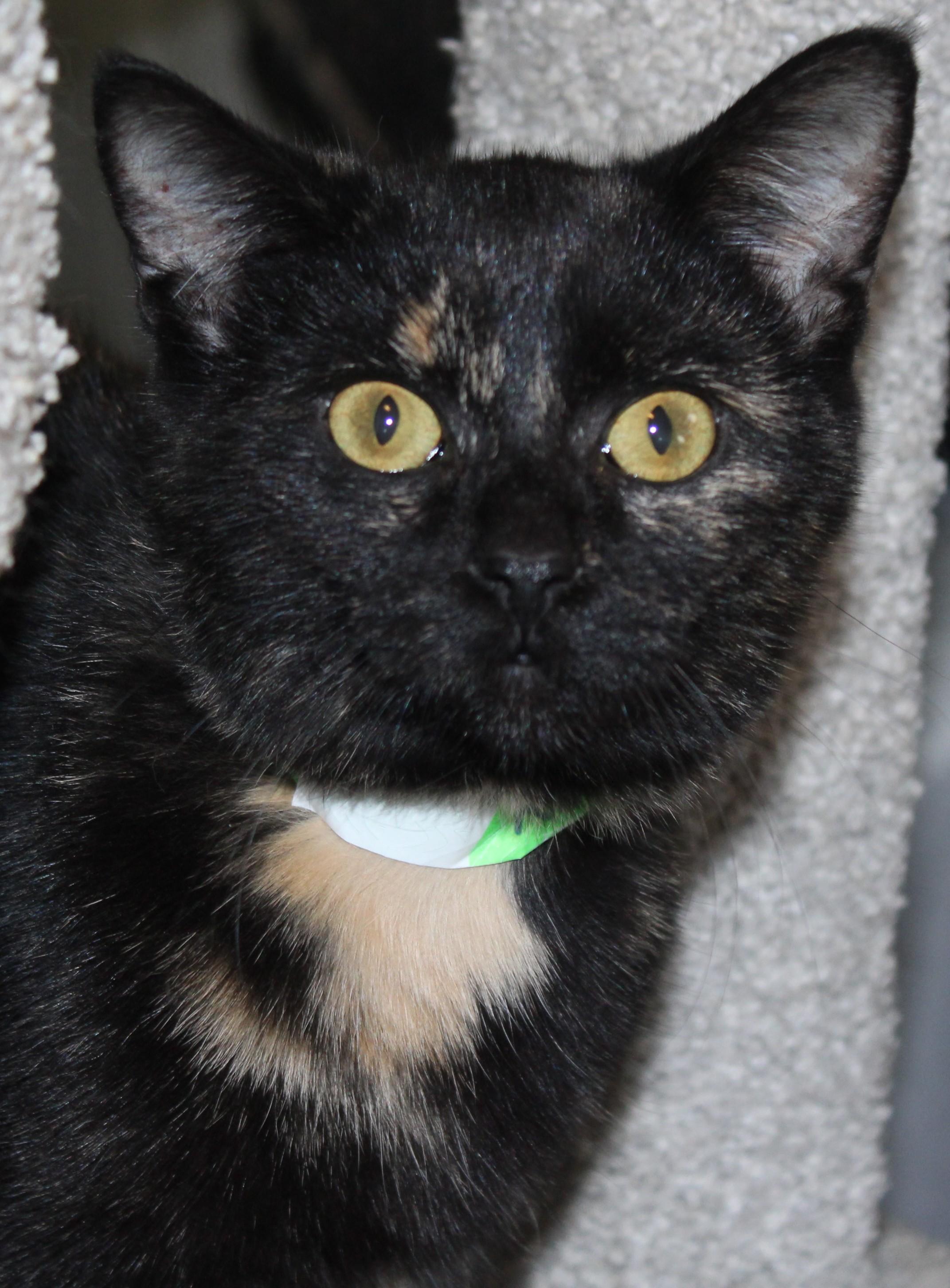 Enlarge Ramen, a Adoptable Domestic Short Hair in Huron, SD image 3/5