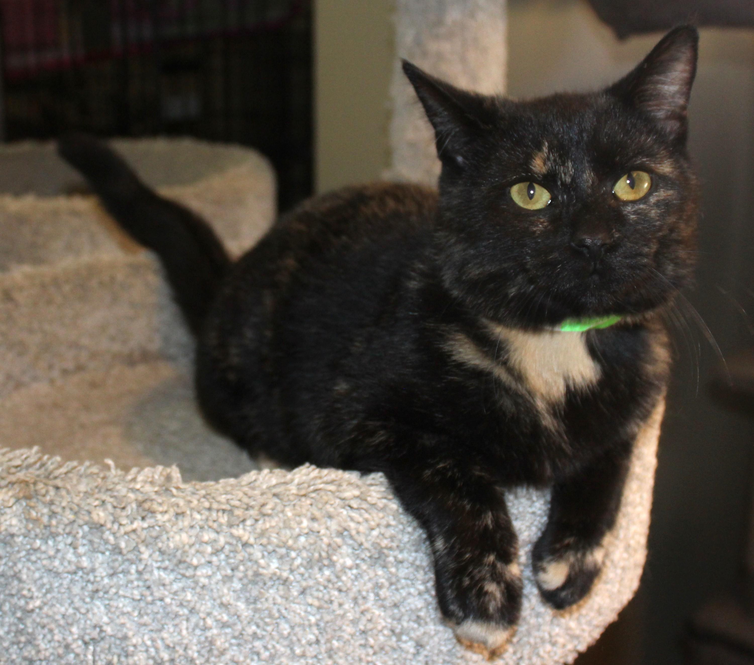 Enlarge Ramen, a Adoptable Domestic Short Hair in Huron, SD image 4/5
