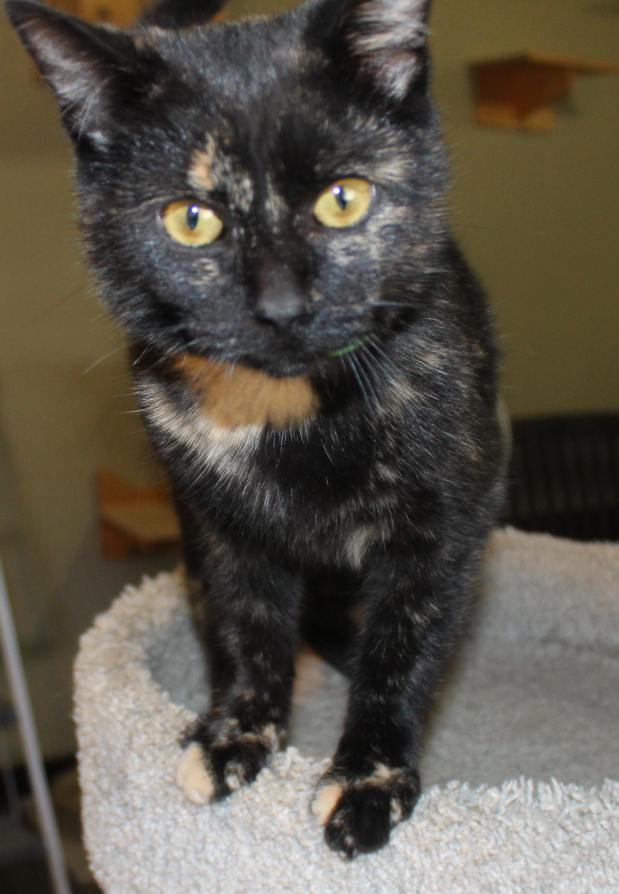 Ramen, Adoptable, Young Female Domestic Short Hair.