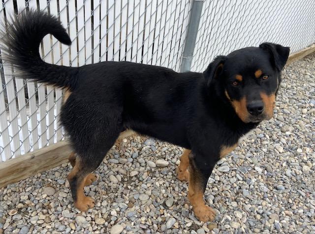 Enlarge Buddy, a Adoptable mixed breed in Claresholm, AB image 1/1