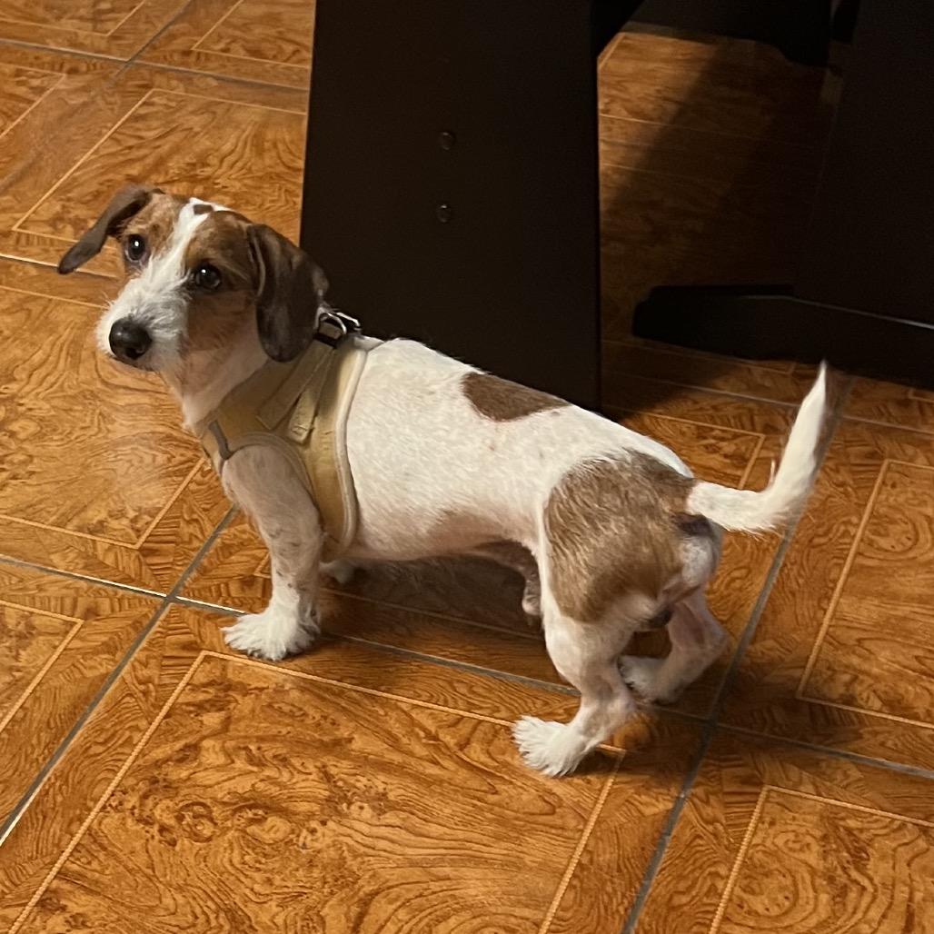Mr. Darcy, Adoptable, Adult Male Miniature Dachshund.