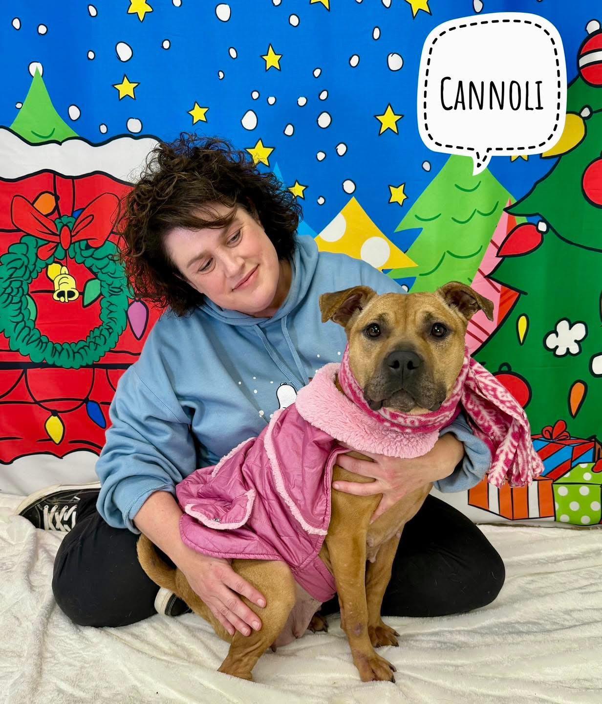 Enlarge Cannoli, a ADOPTABLE Mixed Breed in Flint, MI image 1/1