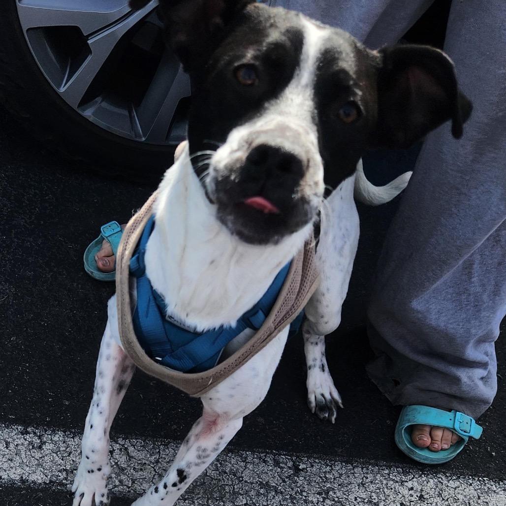 Jack Richardson, Adoptable, Adult Male Pit Bull Terrier.