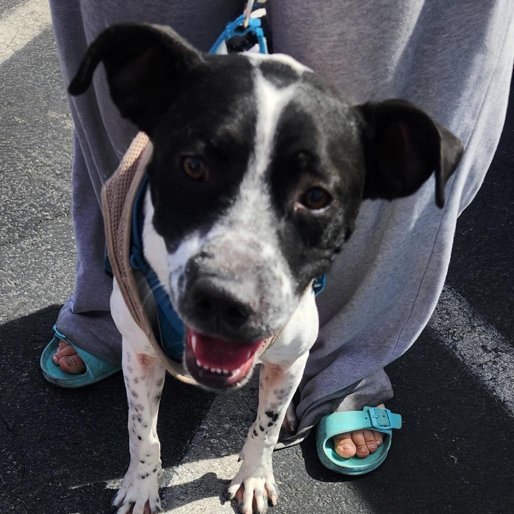 Jack Richardson, a Adoptable Pit Bull Terrier in Las Vegas, NV image 2/4