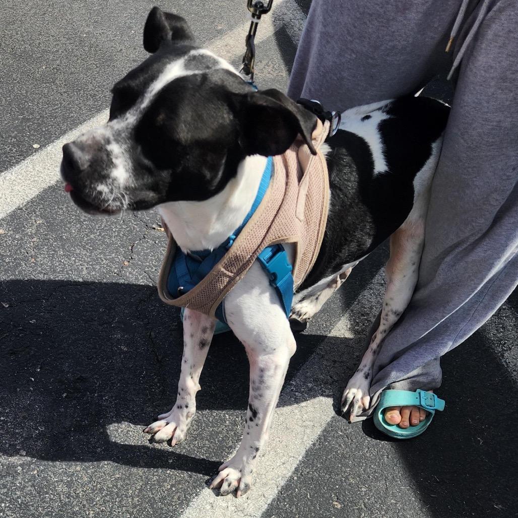 Jack Richardson, a Adoptable Pit Bull Terrier in Las Vegas, NV image 3/4