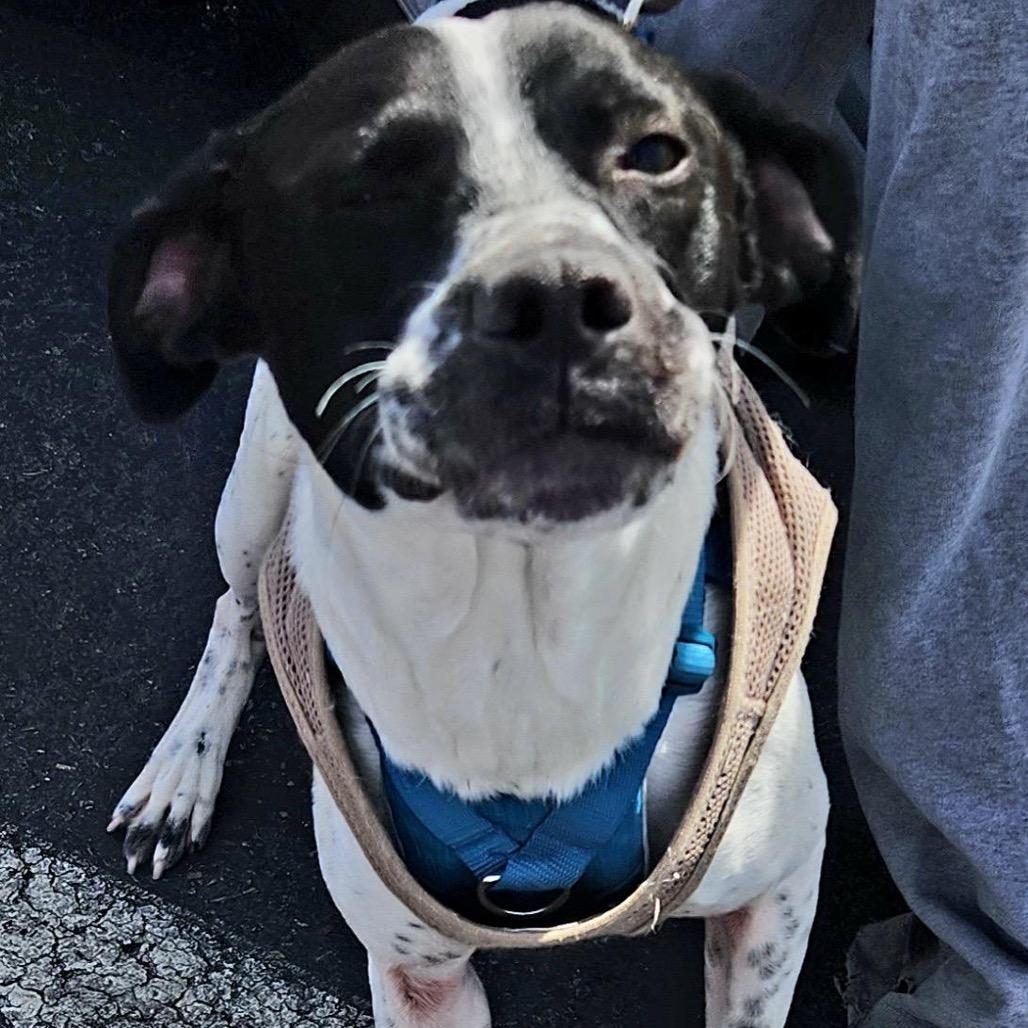 Jack Richardson, a Adoptable Pit Bull Terrier in Las Vegas, NV image 4/4