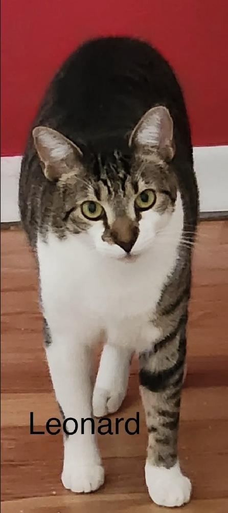 Leonard, Adoptable, Young Male Domestic Short Hair.