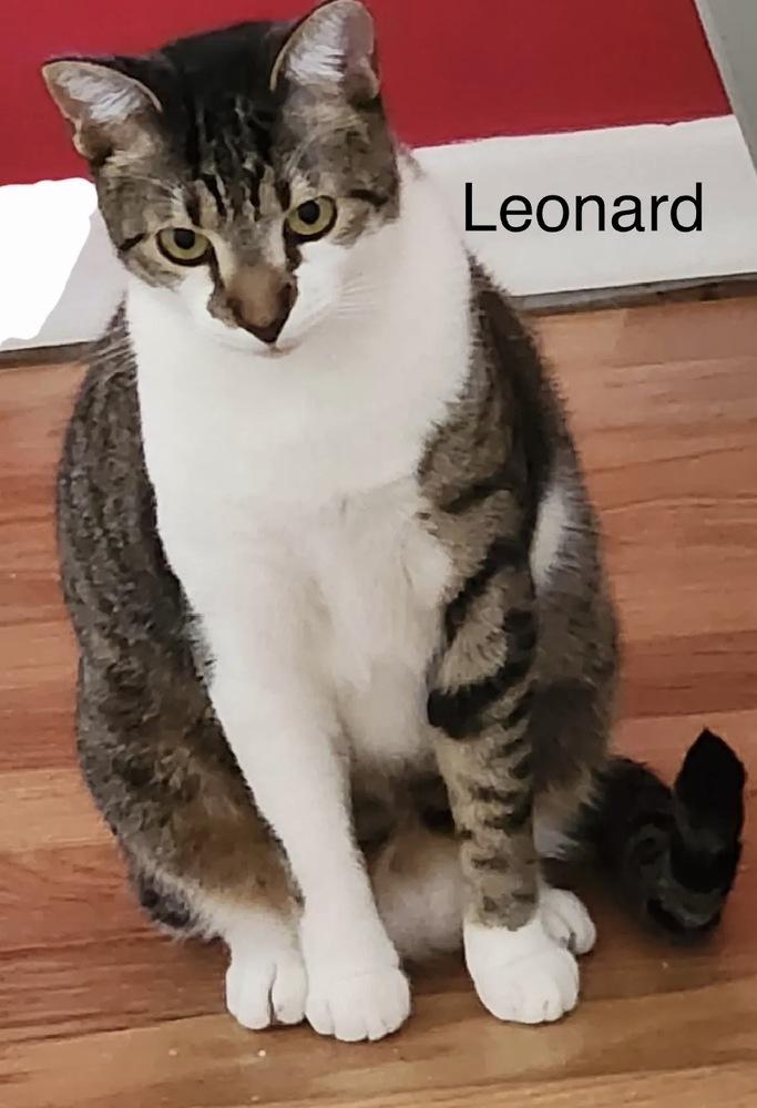 Enlarge Leonard, a Adoptable Domestic Short Hair in Safety Harbor, FL image 2/3