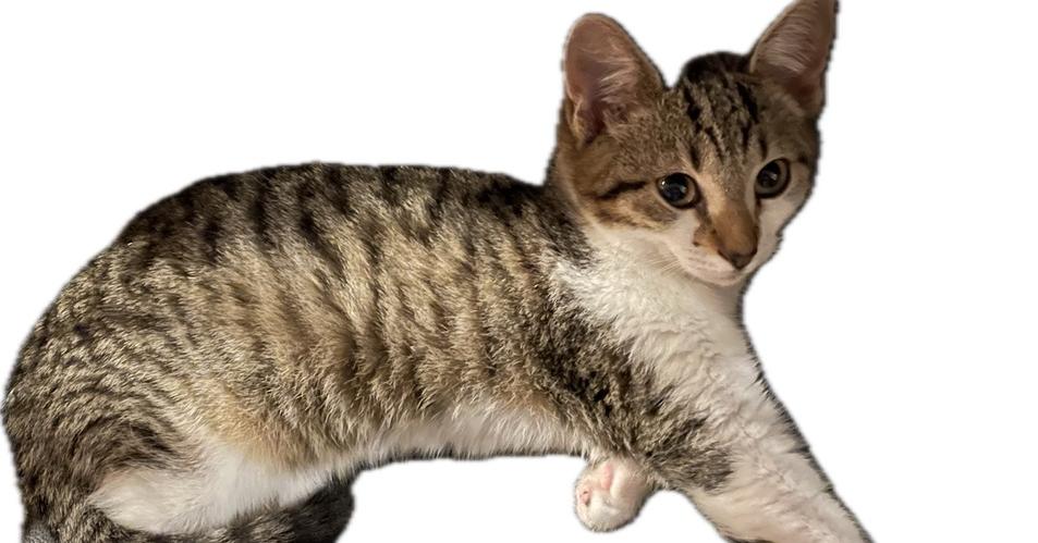 Leonard, Adoptable, Kitten Male Domestic Short Hair.