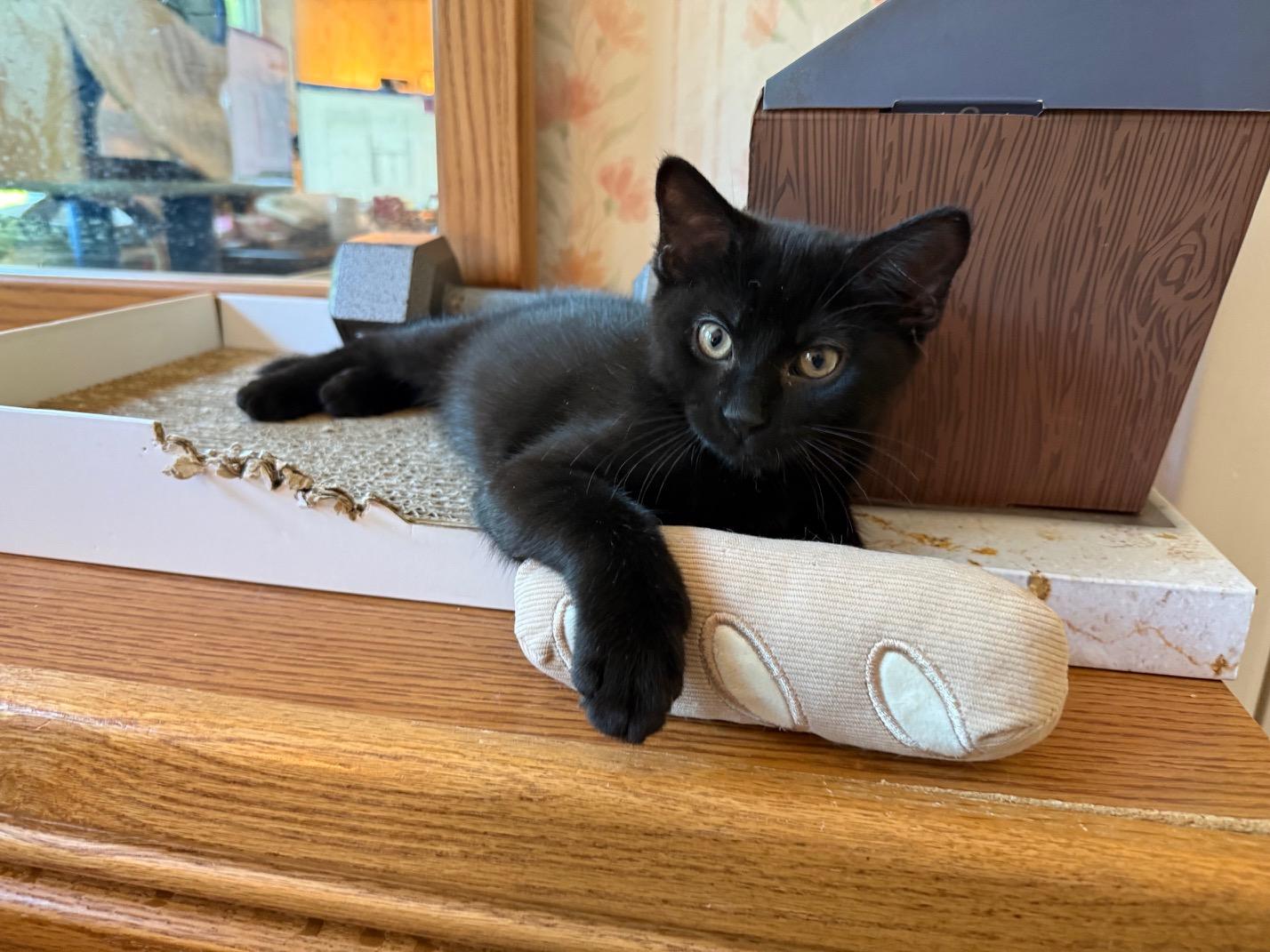 Gustave, ADOPTABLE, Kitten Male Domestic Short Hair.