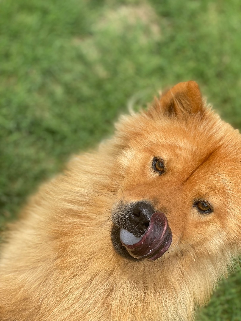 Junebug, a Adoptable Chow Chow in Dallas, TX image 1/12