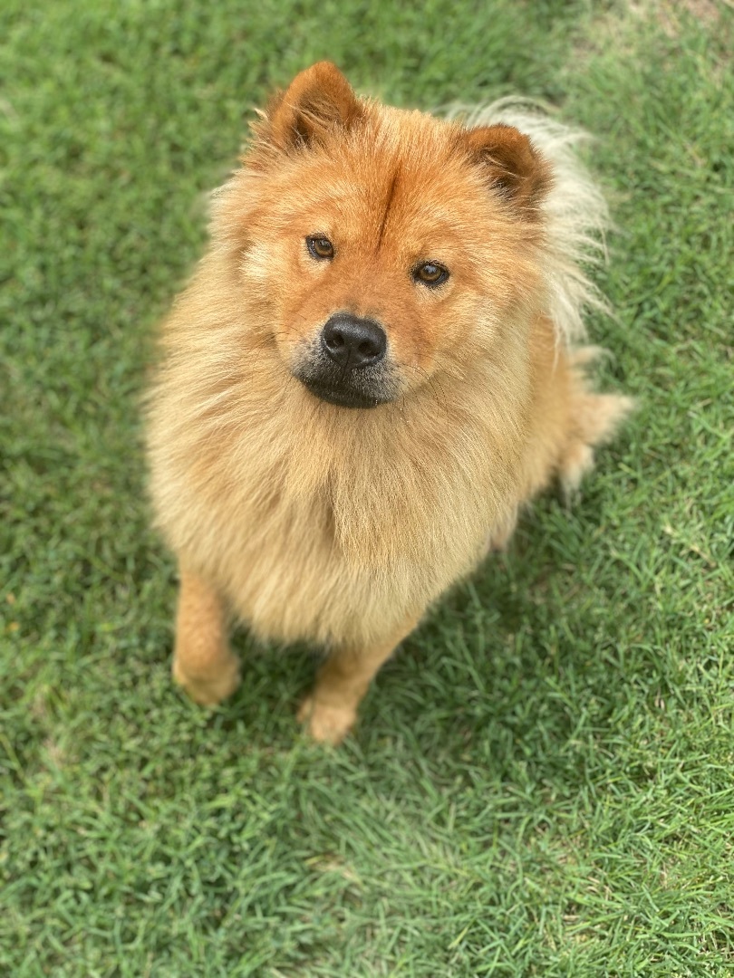 Junebug, a Adoptable Chow Chow in Dallas, TX image 2/12