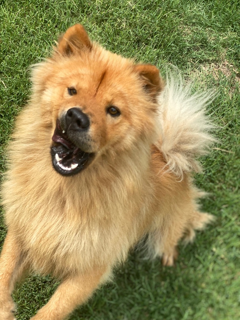 Junebug, a Adoptable Chow Chow in Dallas, TX image 3/12