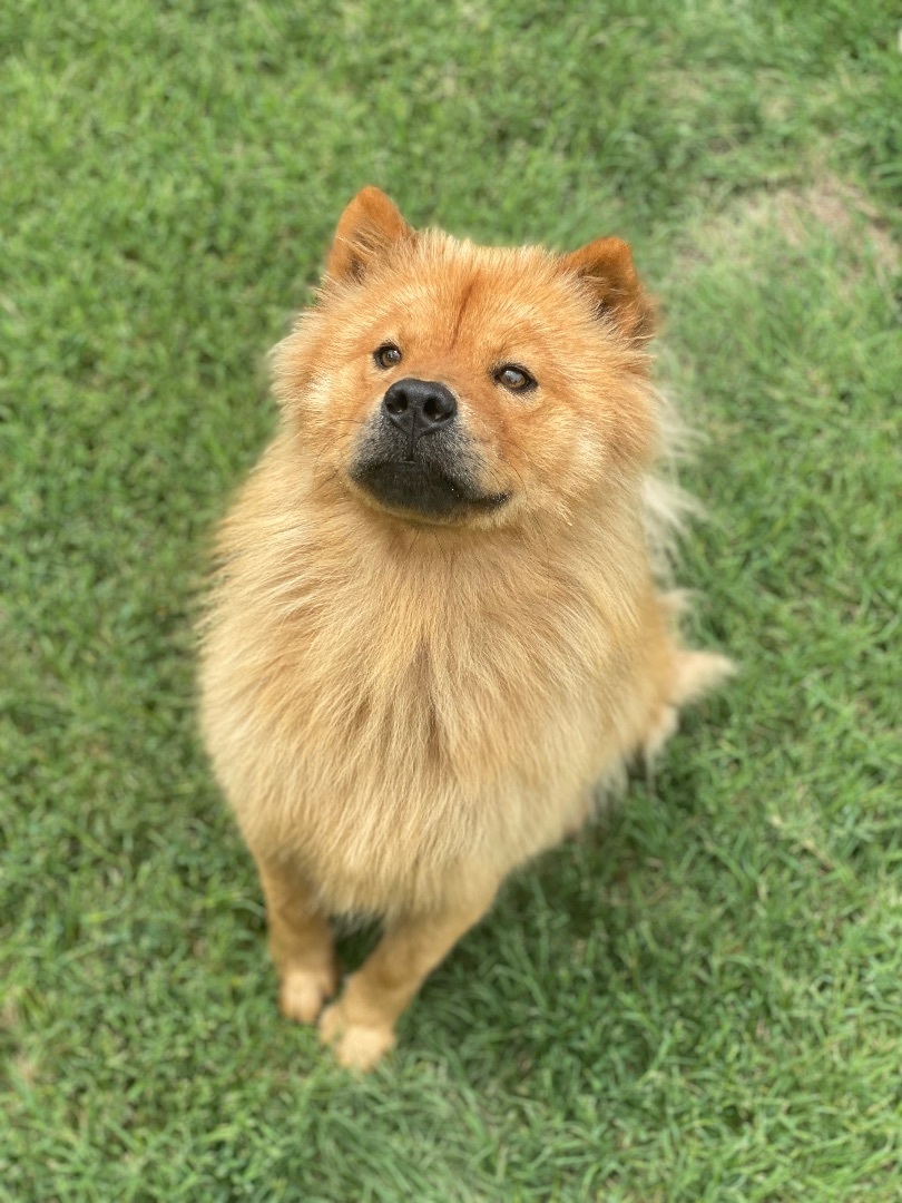 Junebug, a Adoptable Chow Chow in Dallas, TX image 4/12