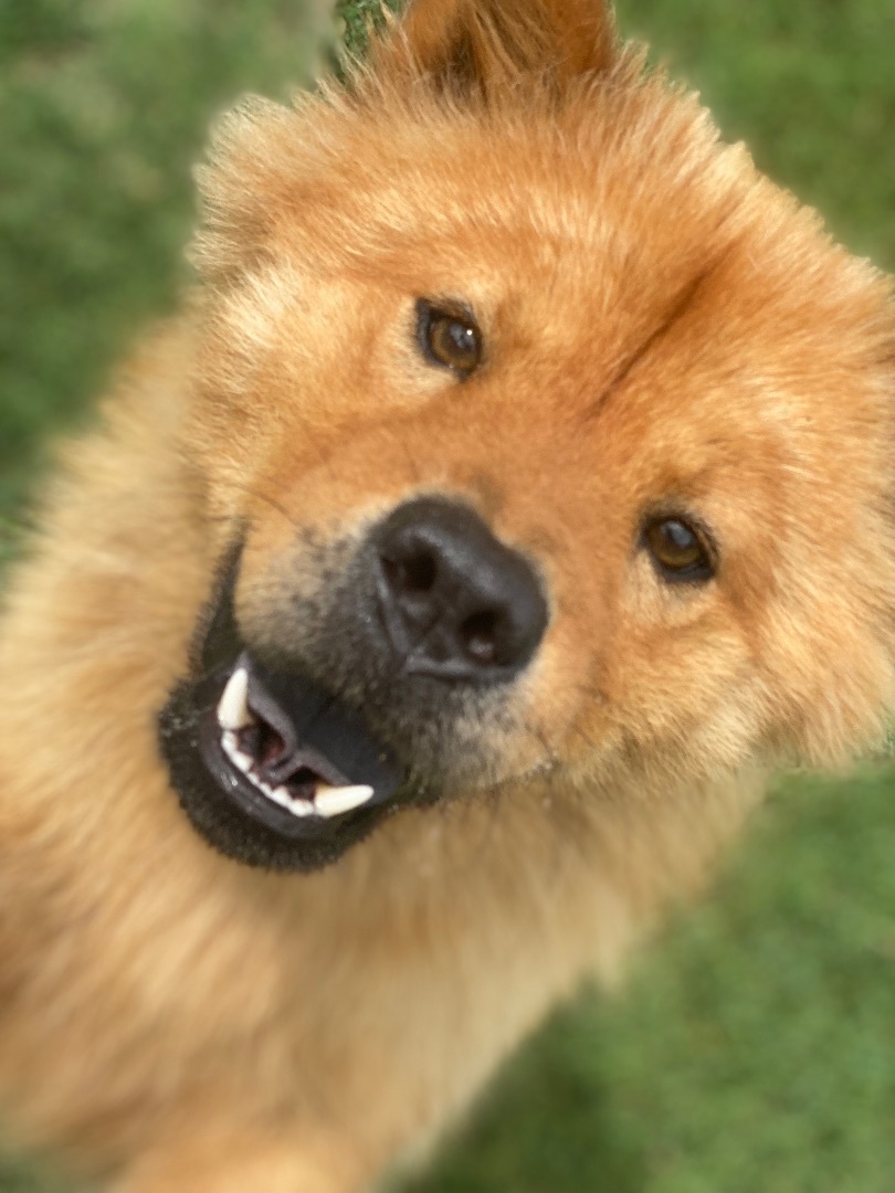 Junebug, a Adoptable Chow Chow in Dallas, TX image 5/12