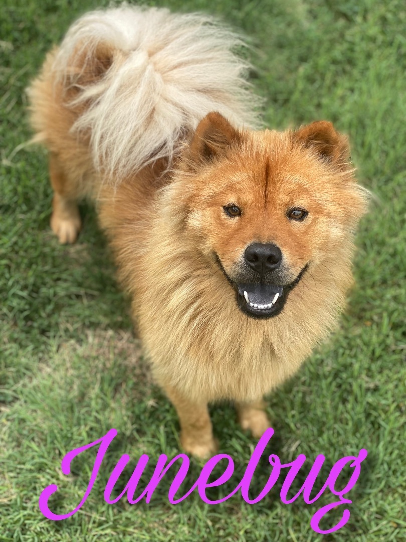 Junebug, a Adoptable Chow Chow in Dallas, TX image 6/12