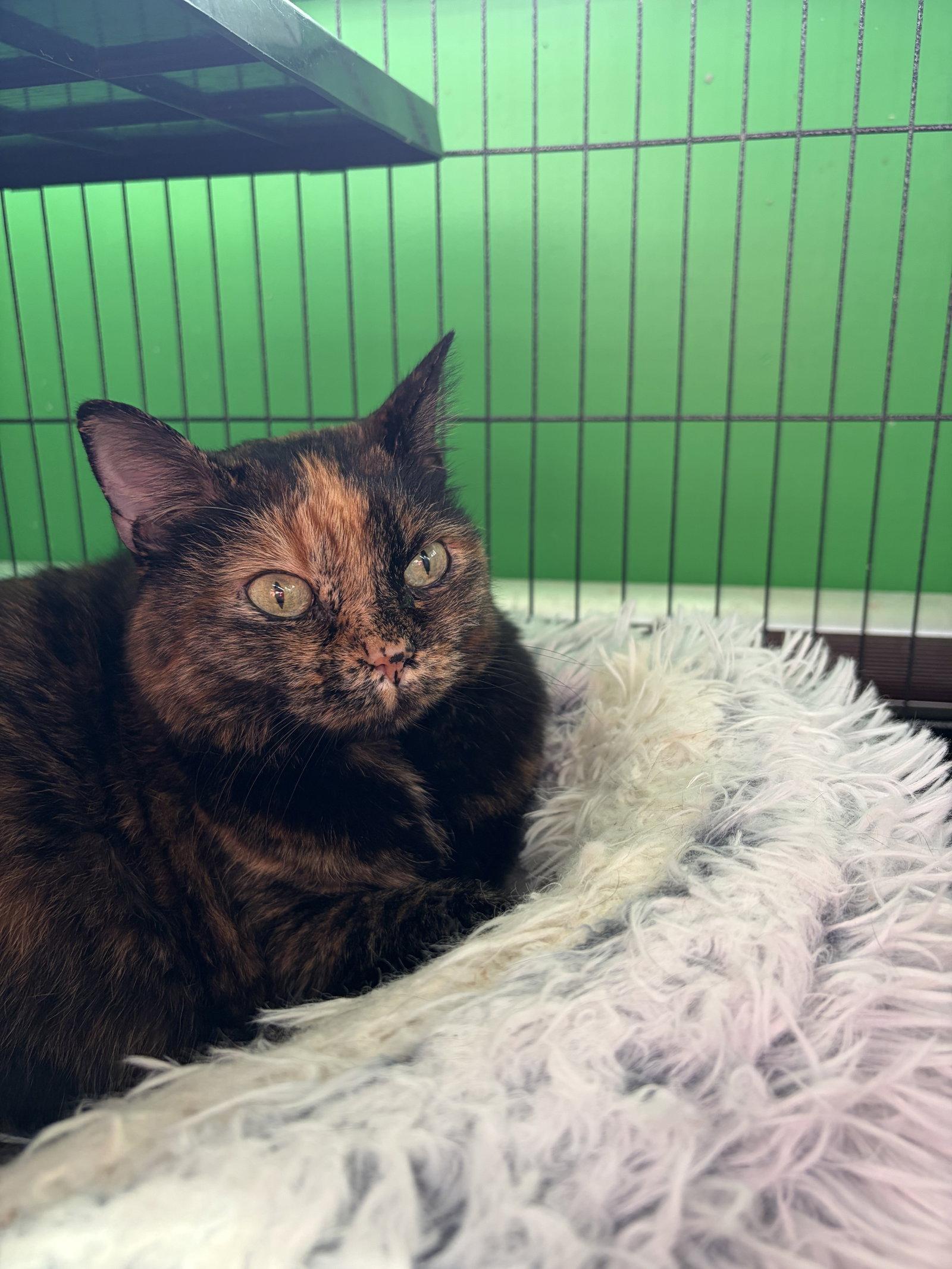 Dusti, Adopted, Adult Female Domestic Short Hair.