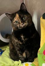 Enlarge Dusti, a Adopted Domestic Short Hair in Herndon, VA image 2/3