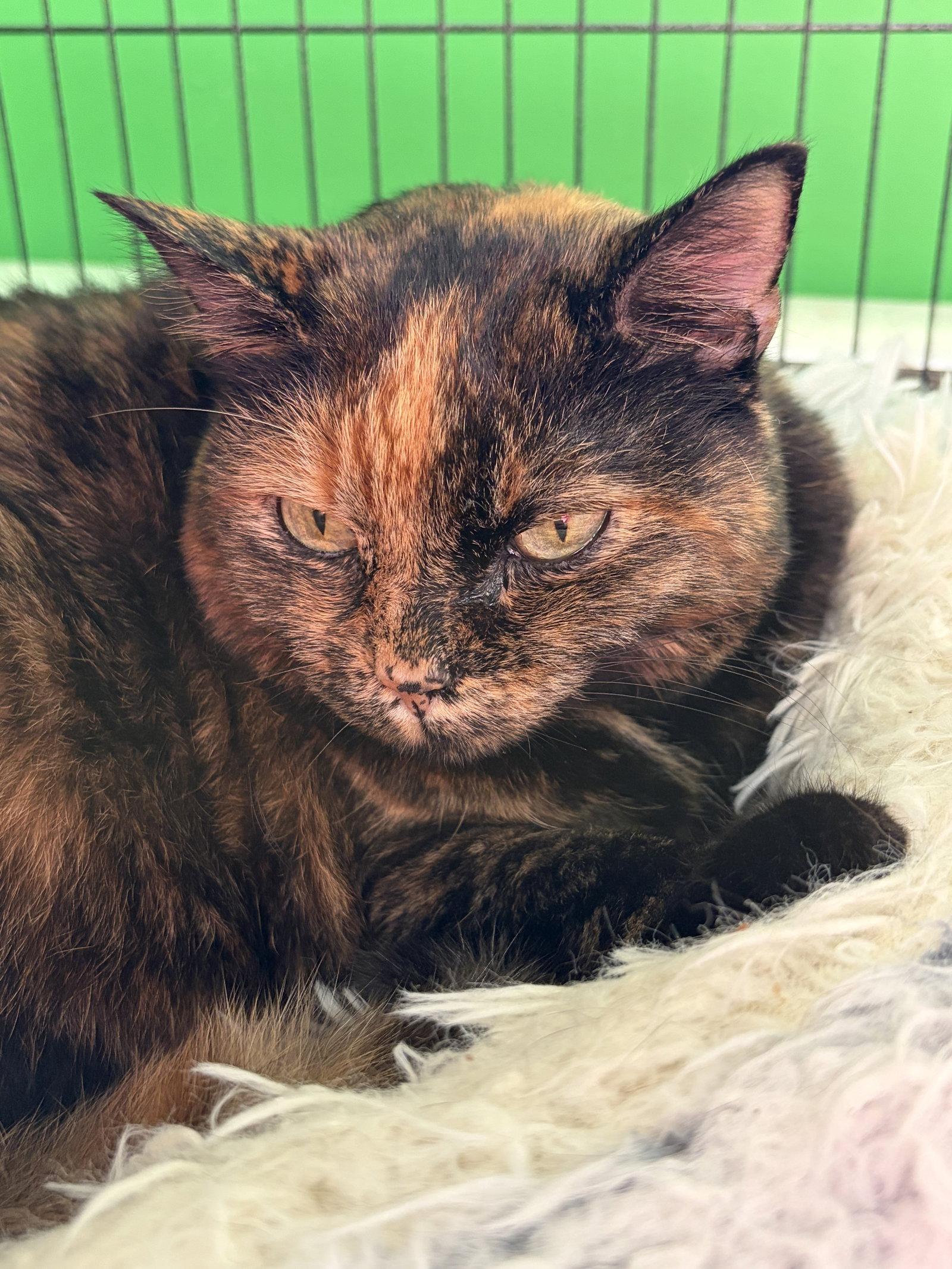 Enlarge Dusti, a Adopted Domestic Short Hair in Herndon, VA image 3/3